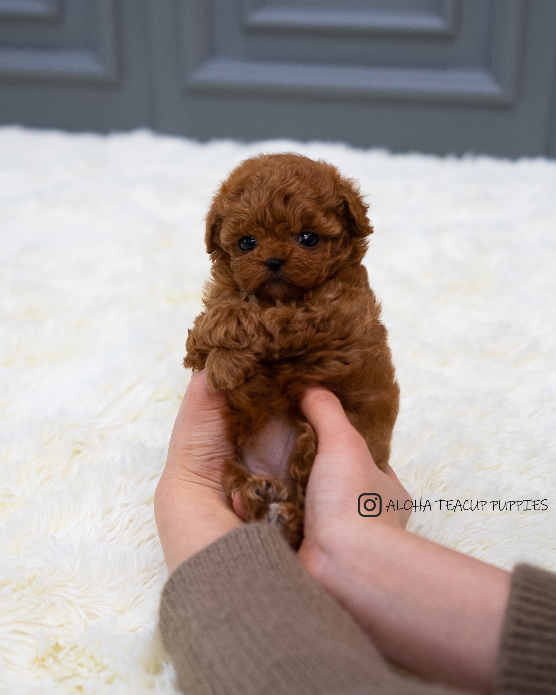 Zinna [TEACUP MALTIPOO]