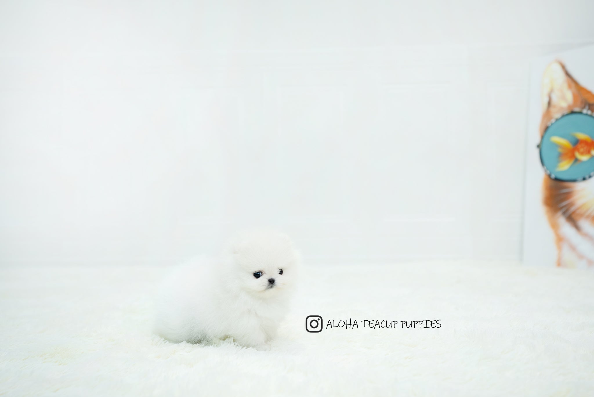 Benjamin [TEACUP POMERANIAN]
