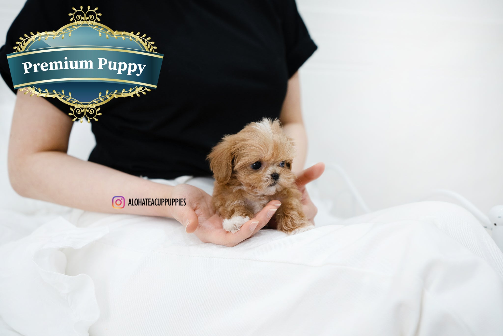 Nora [TEACUP MALTIPOO]