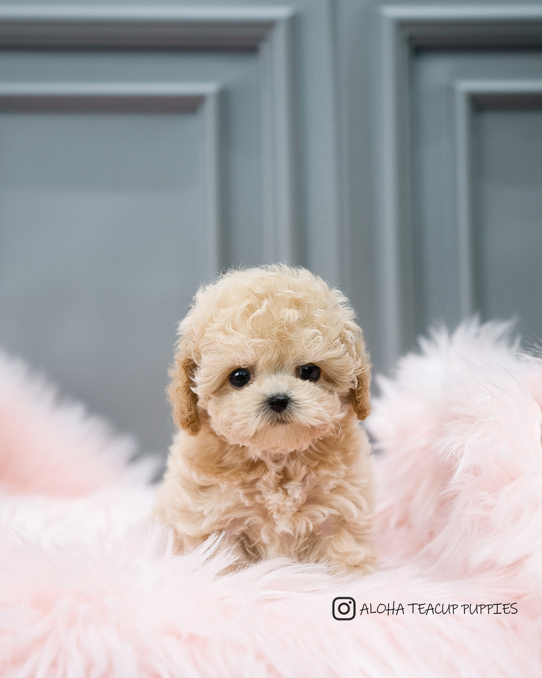 Aaron [TEACUP POODLE]