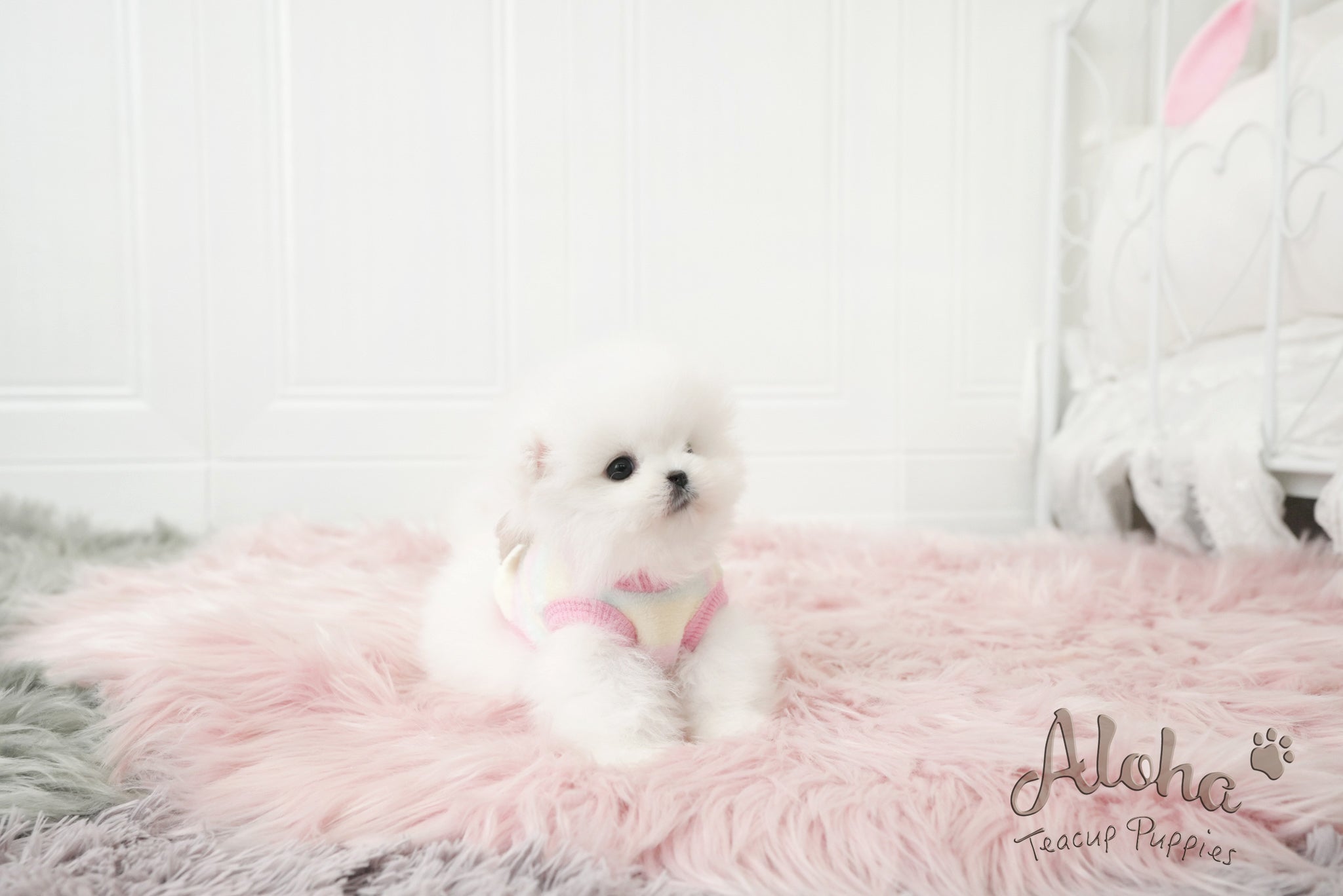 Lyn [TEACUP POMERANIAN]