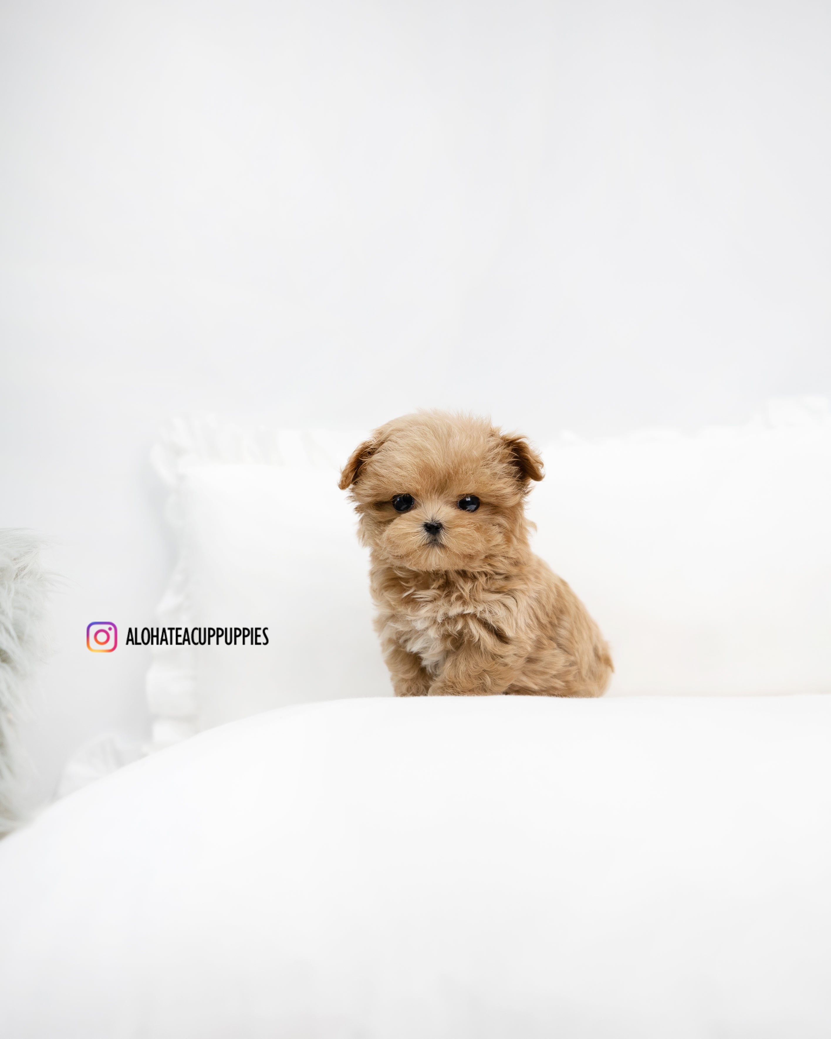 Leo [MALTIPOO TAZA DE TÉ]