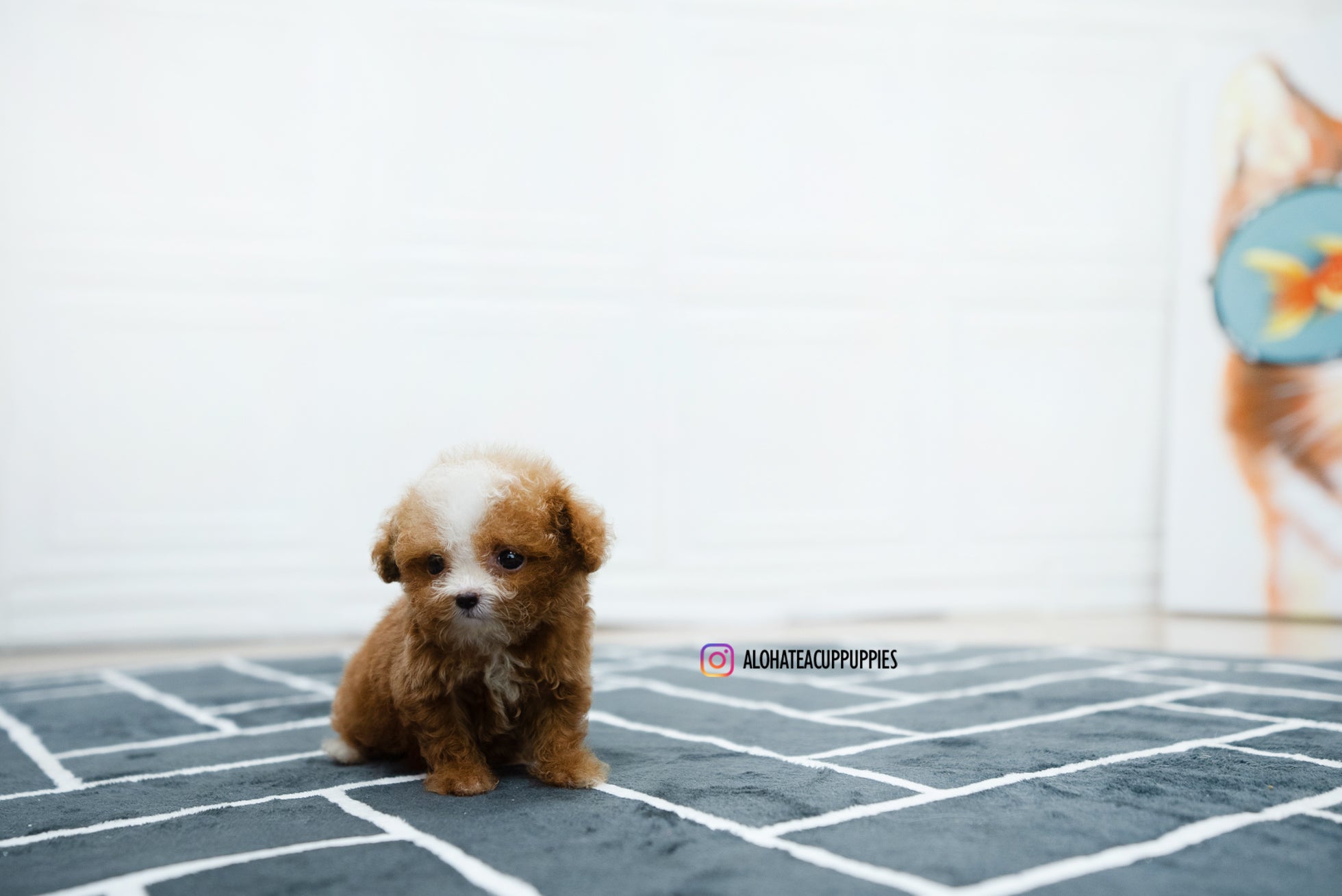 Ezra [POODLE]