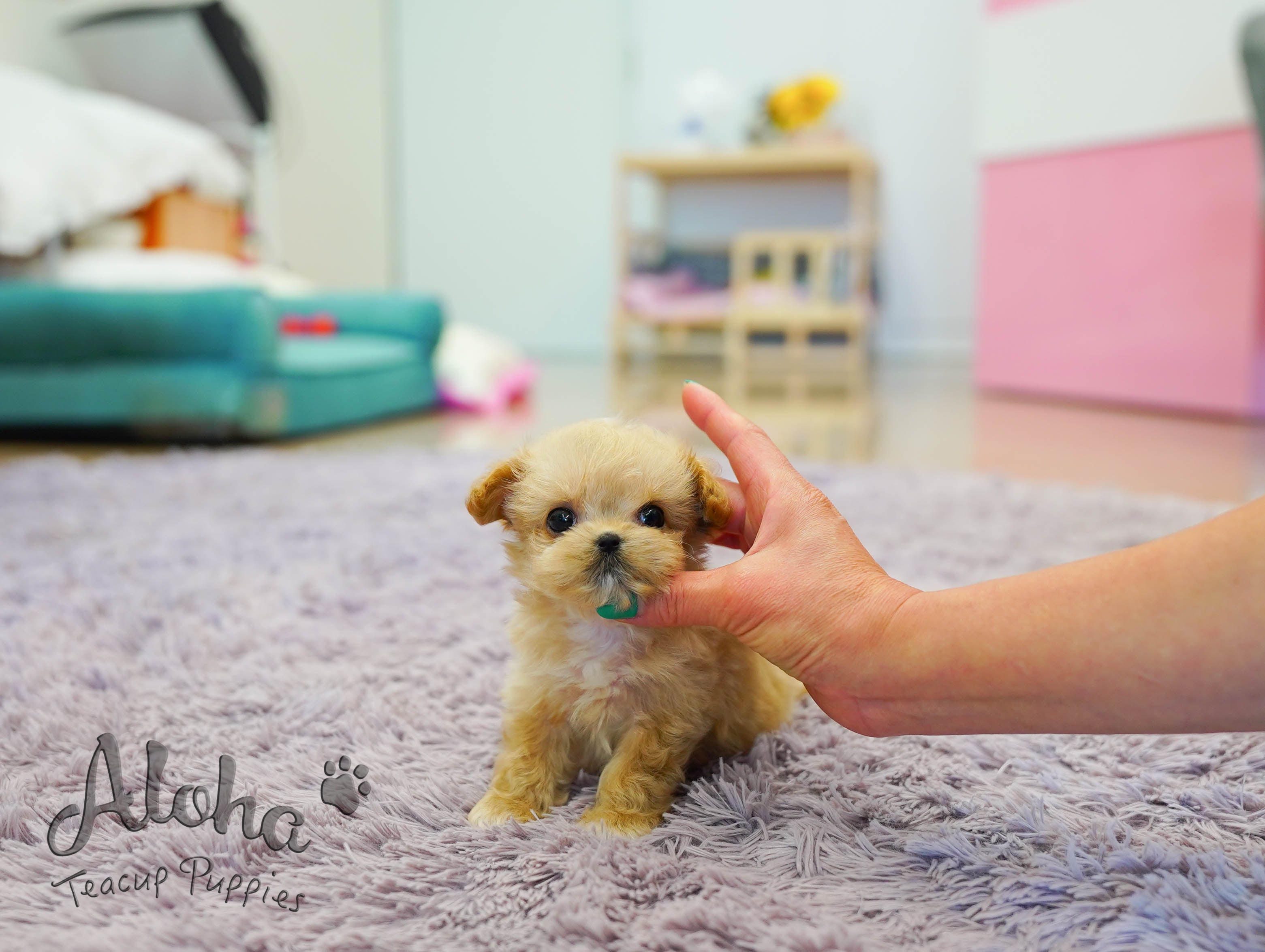 Nina [TEACUP MALTIPOO]