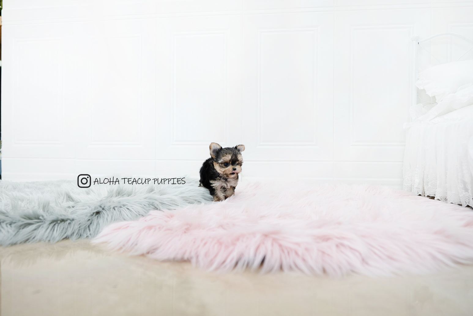 Margo [TEACUP YORKIE]