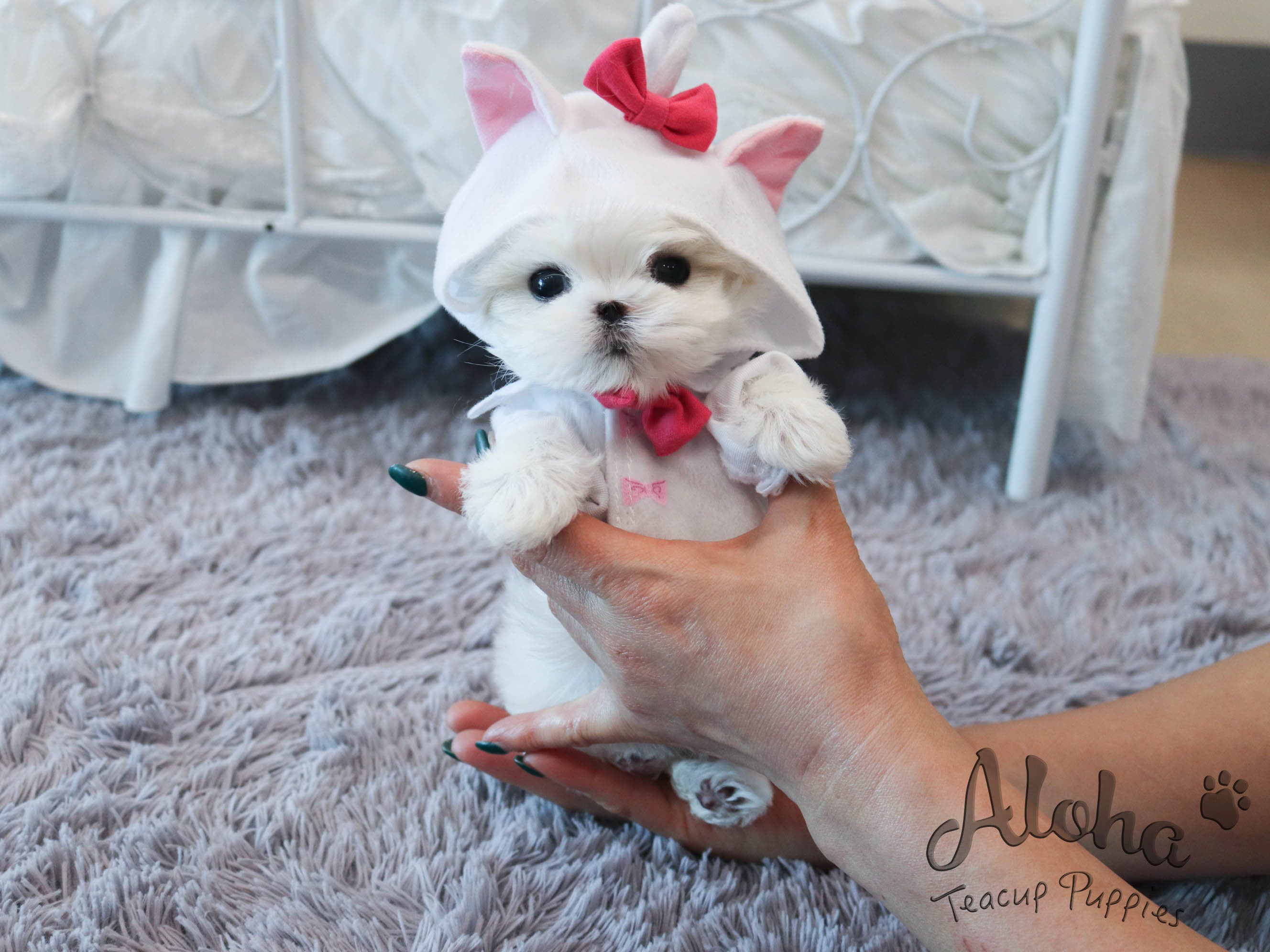 Pawblo [TEACUP MALTESE]