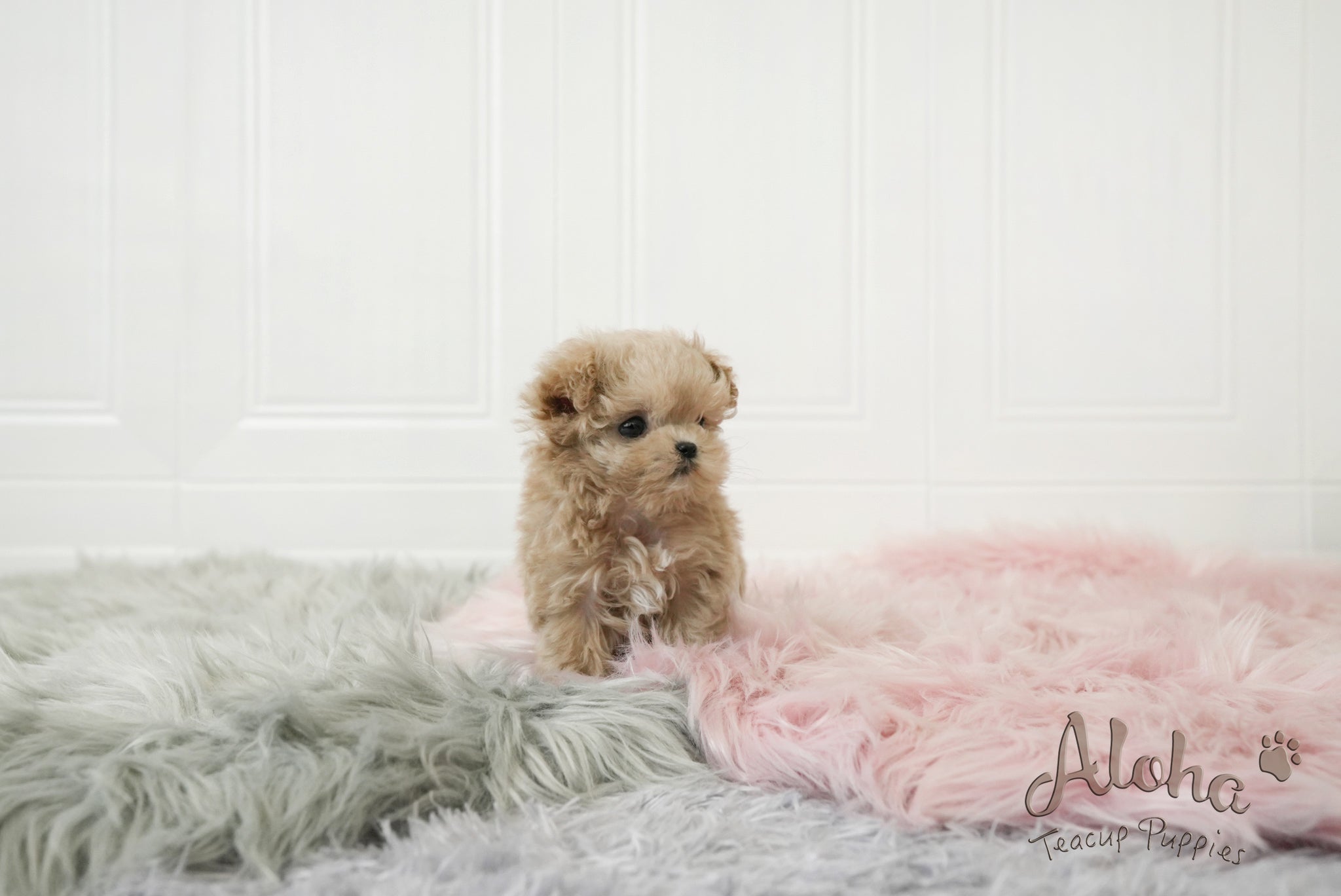 Jerry [TEACUP MALTIPOO]