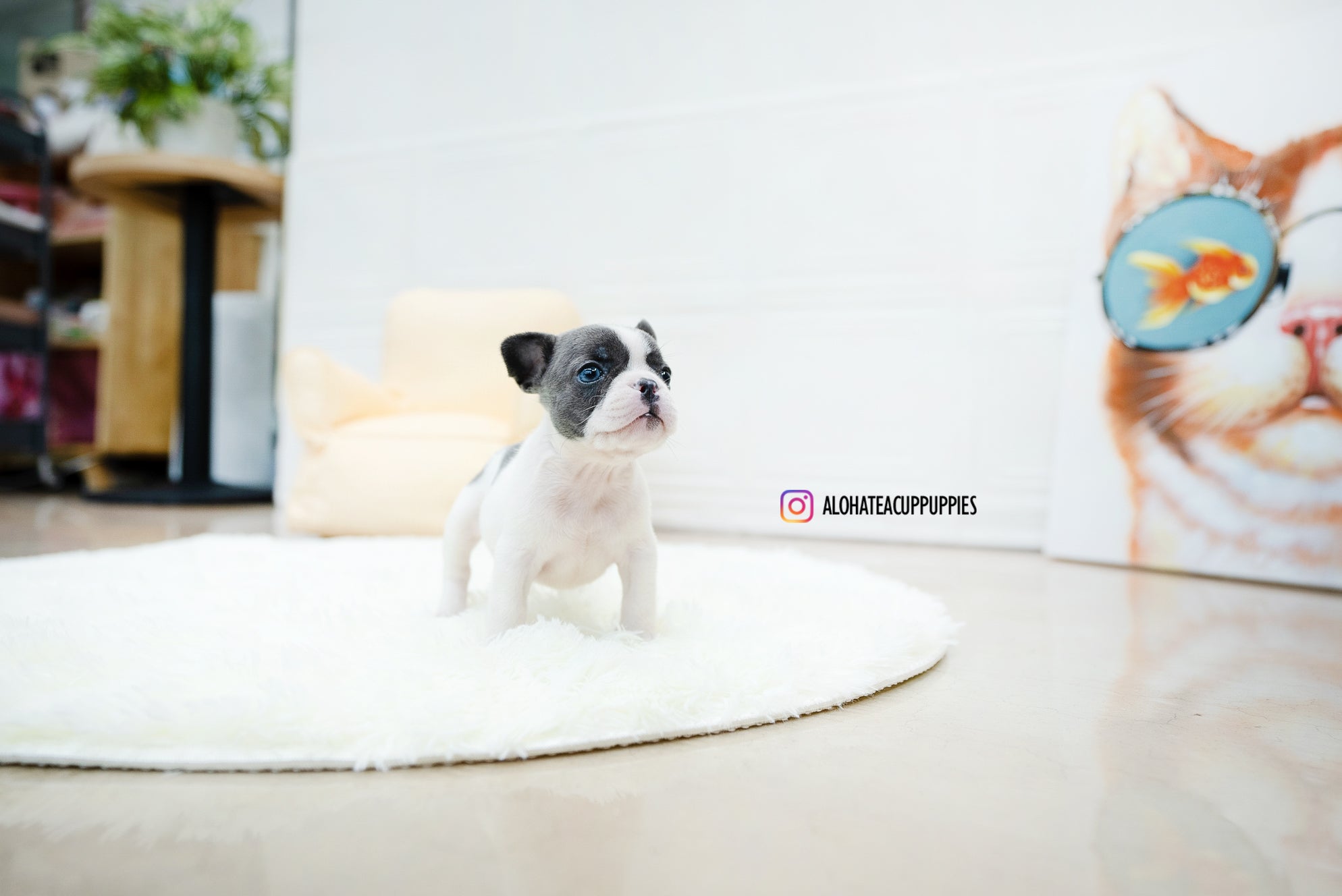 Brody [TEACUP FRENCH]