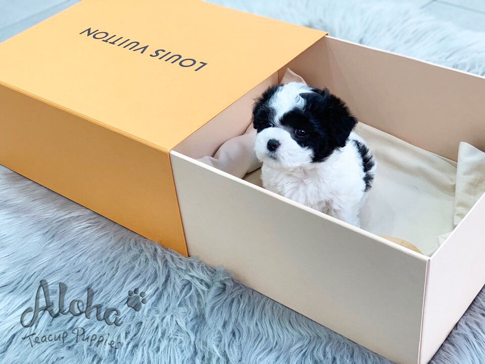 Damie [TEACUP POODLE]