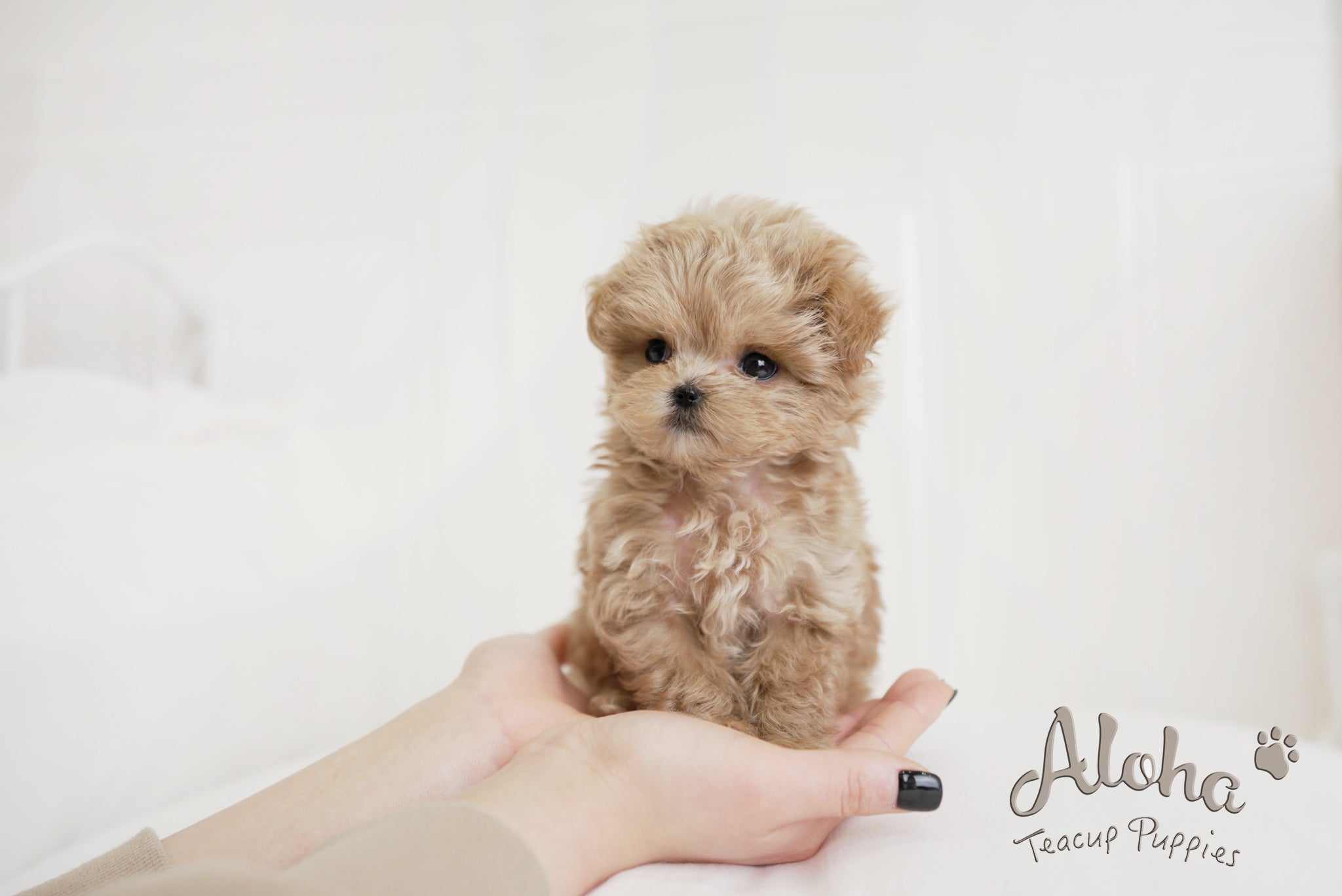 Hershey [TEACUP MALTIPOO]