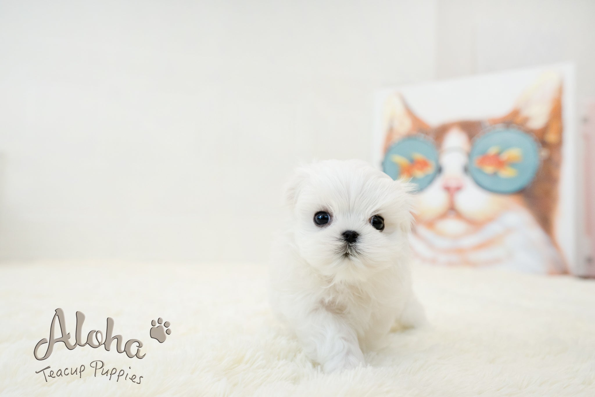 Bonita [TEACUP MALTESE]