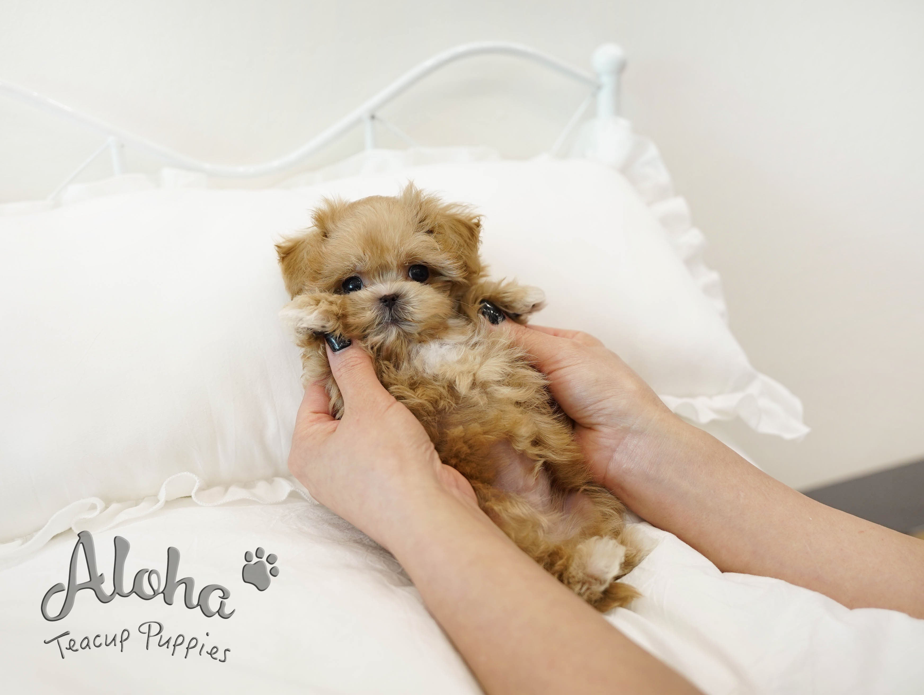NACHO [TEACUP MALTIPOO]