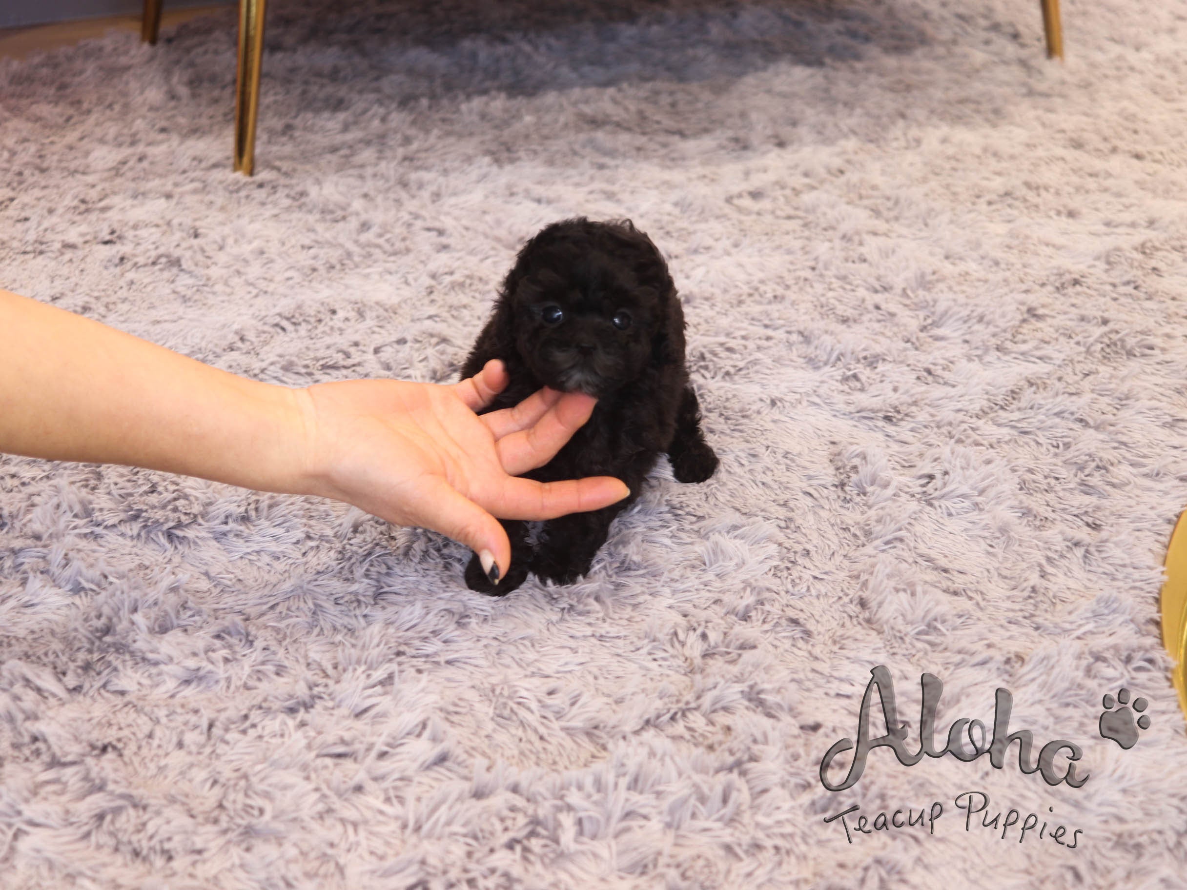 Paris [TEACUP POODLE]