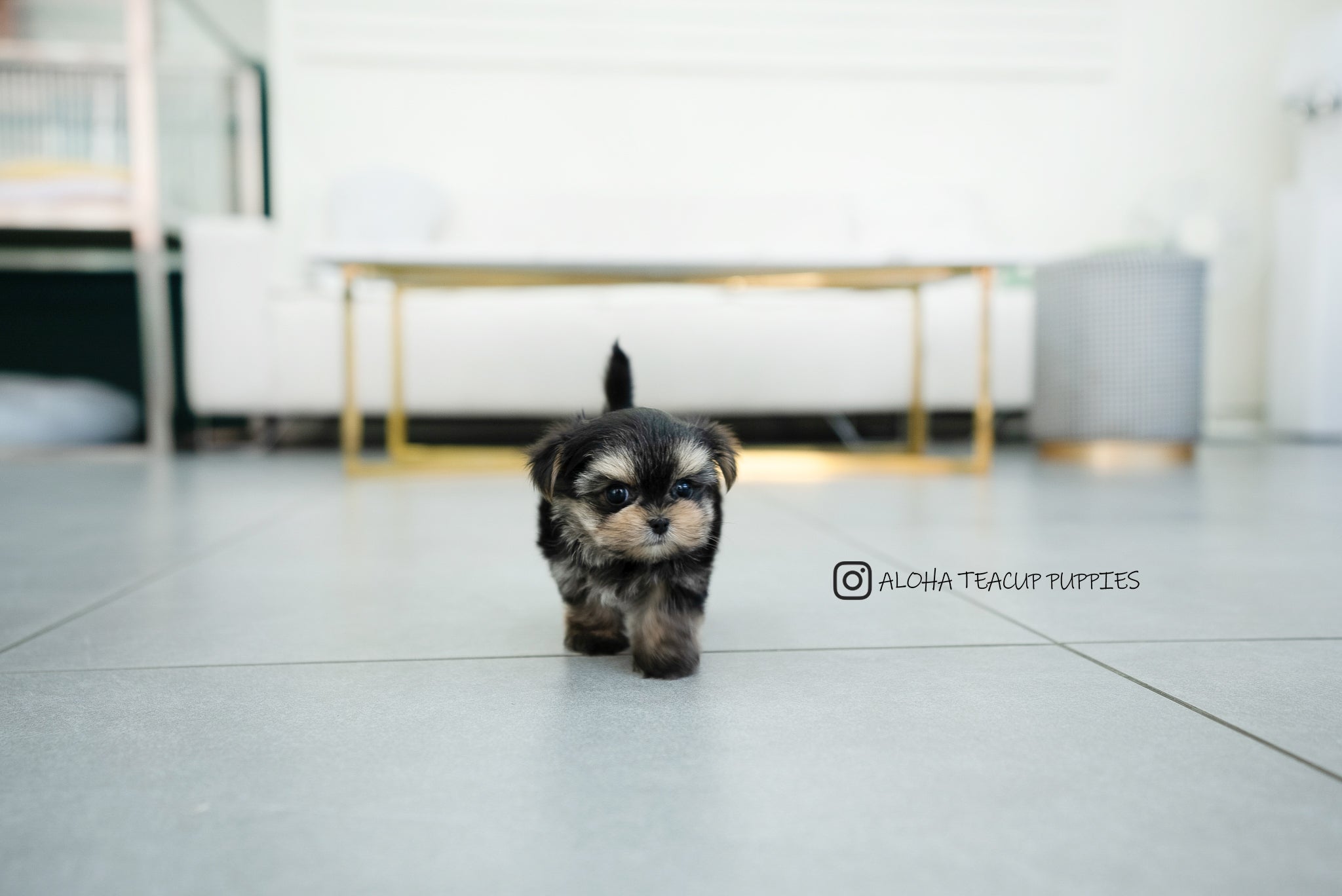 Leyna [TEACUP Morkie]