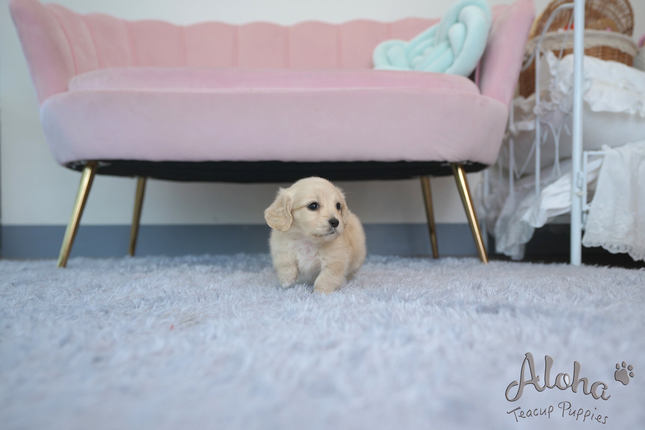 Ariel [TEACUP DACHSHUND]