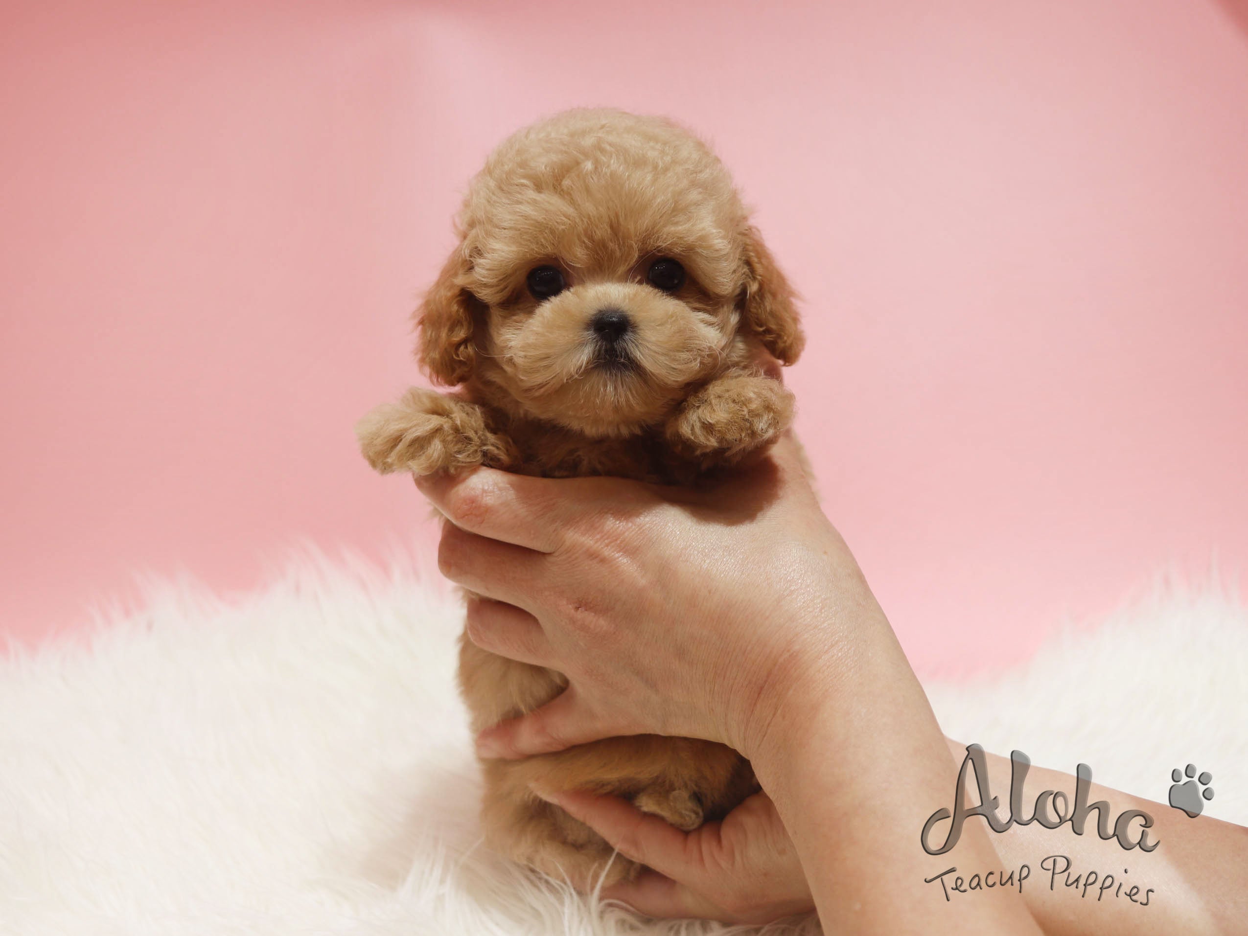 DIOR [TEACUP POODLE]