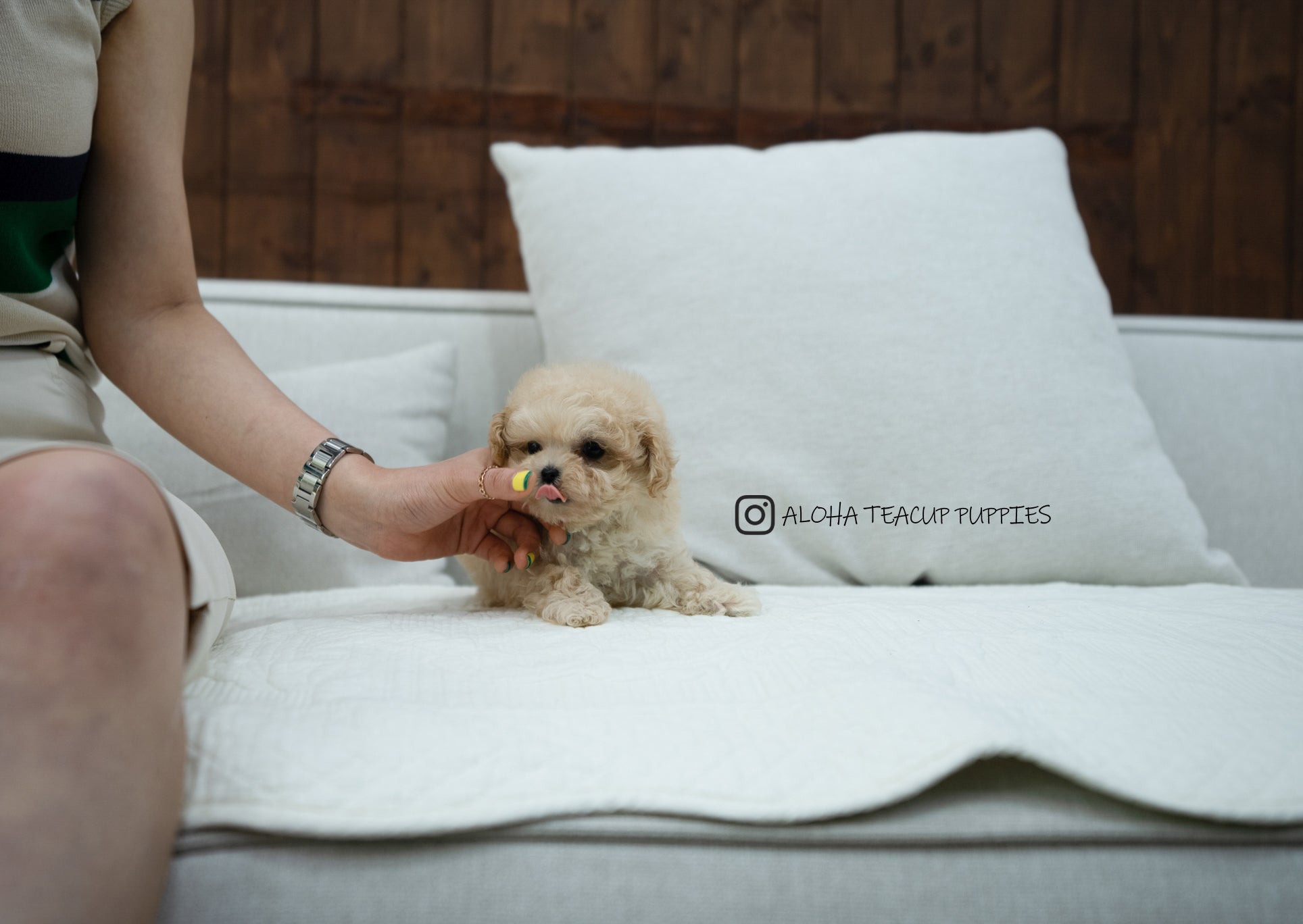 Lottie [TEACUP MALTIPOO]