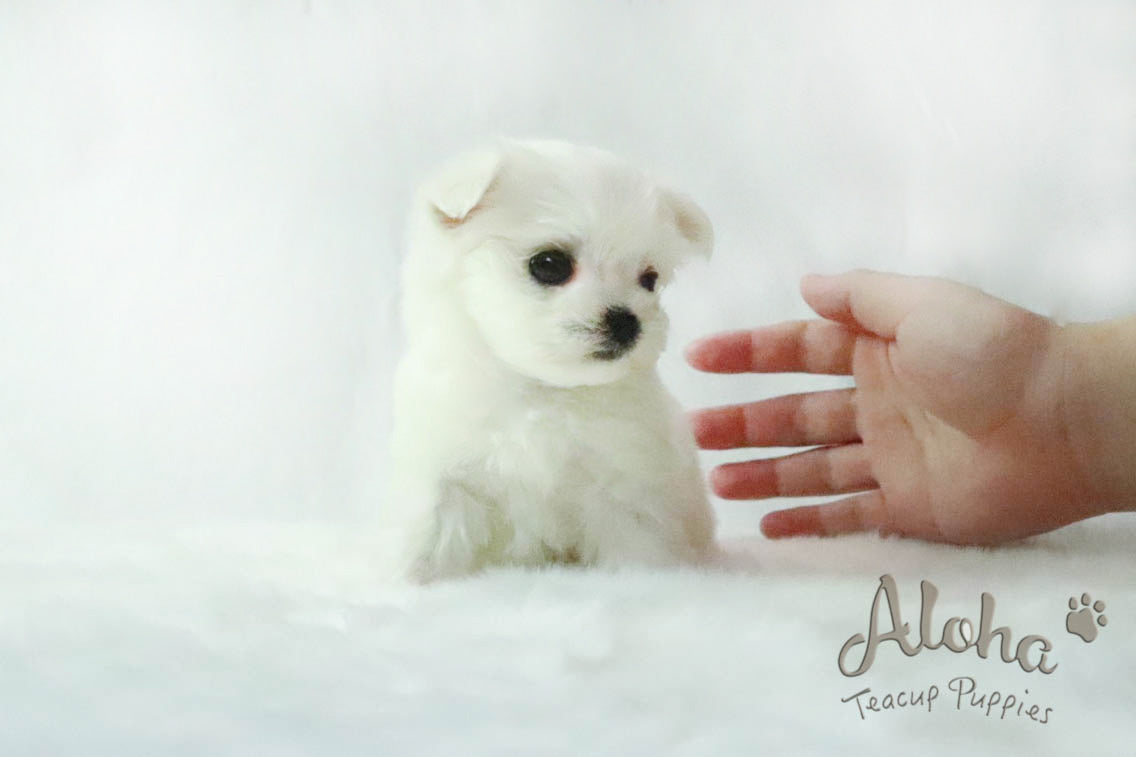 Sold to Alex, LEO - [Teacup Maltese]