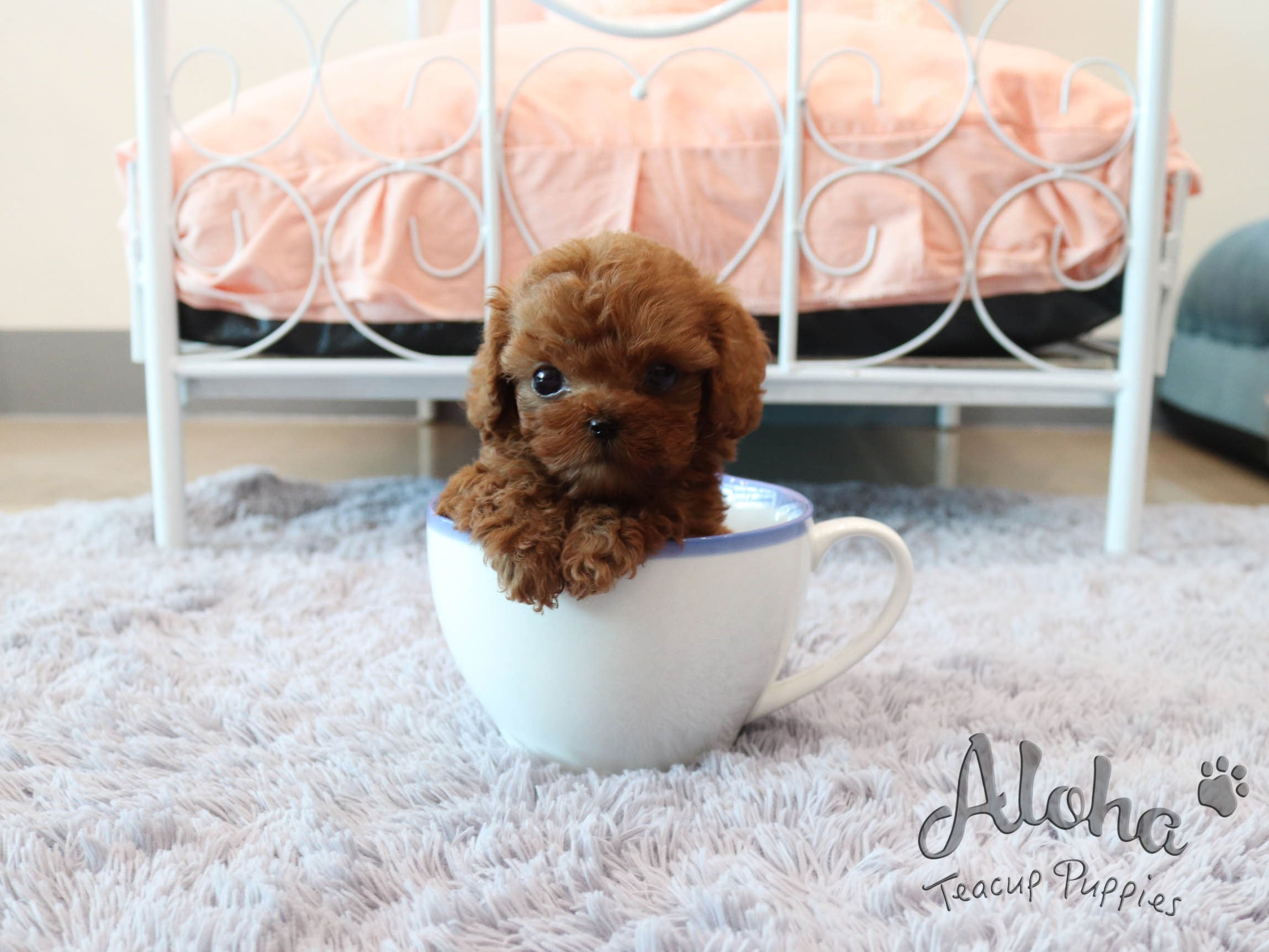 Kona [TEACUP POODLE]