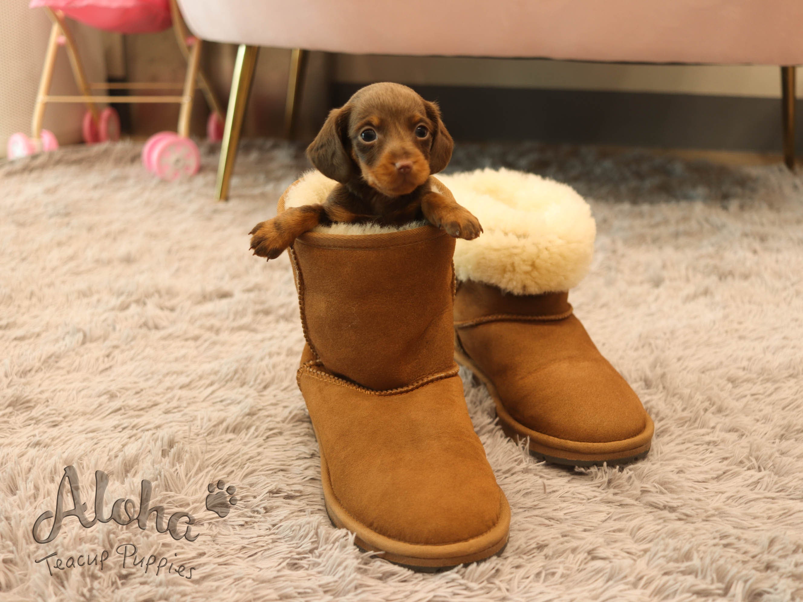 Brownie [Dachshund MINI]