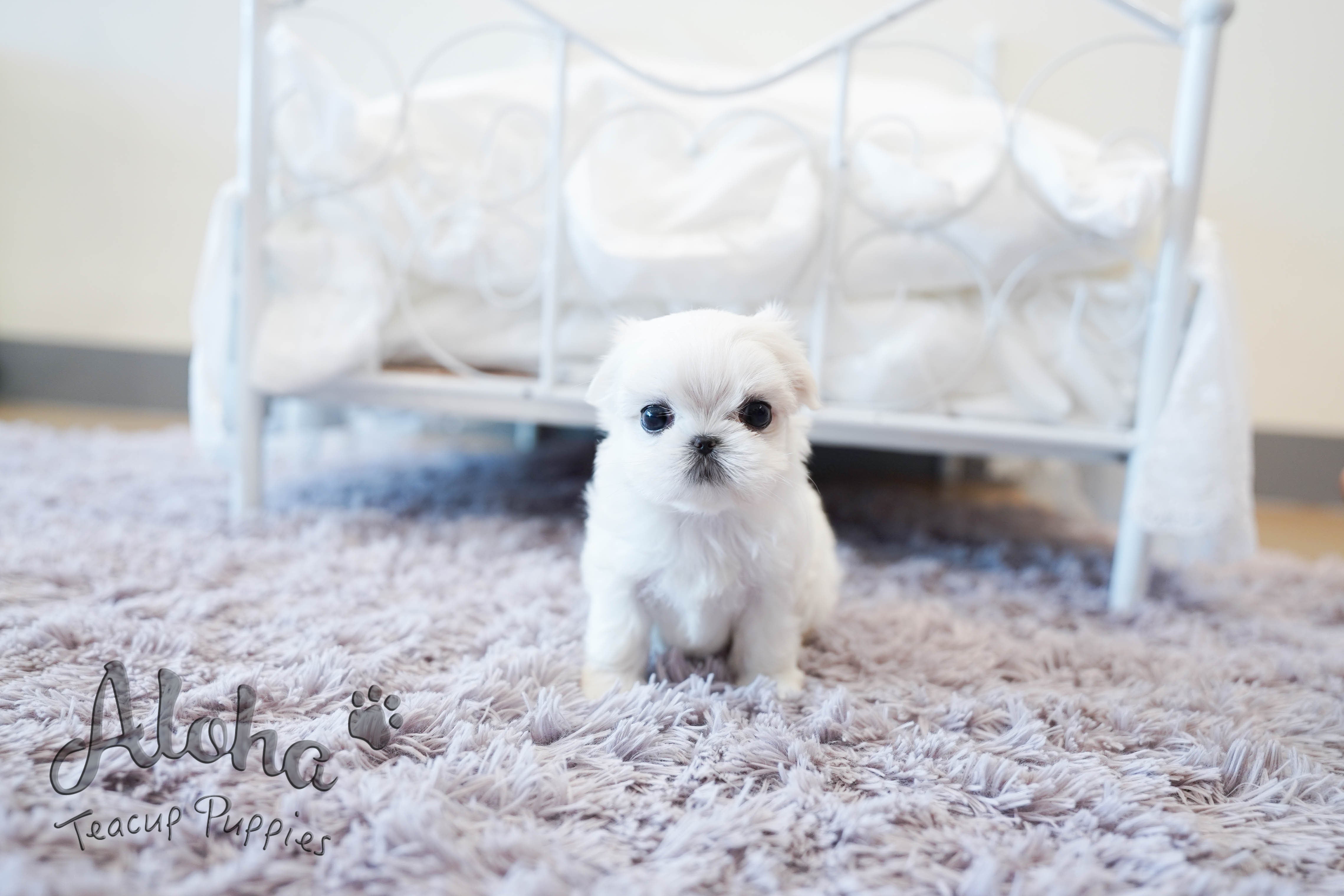 Melon [TEACUP MALTESE]