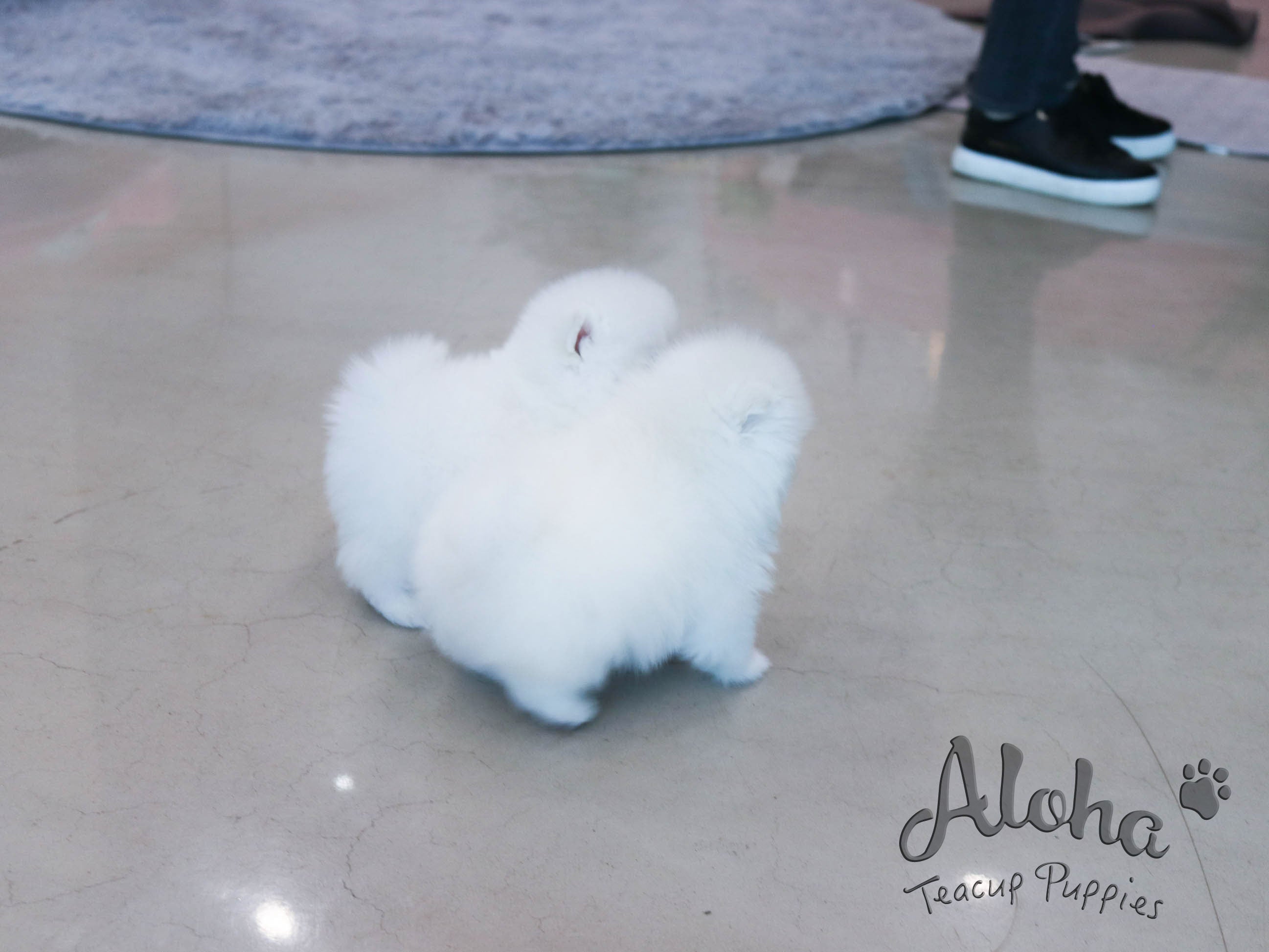 Melo&Molly [TEACUP POMERANIAN]