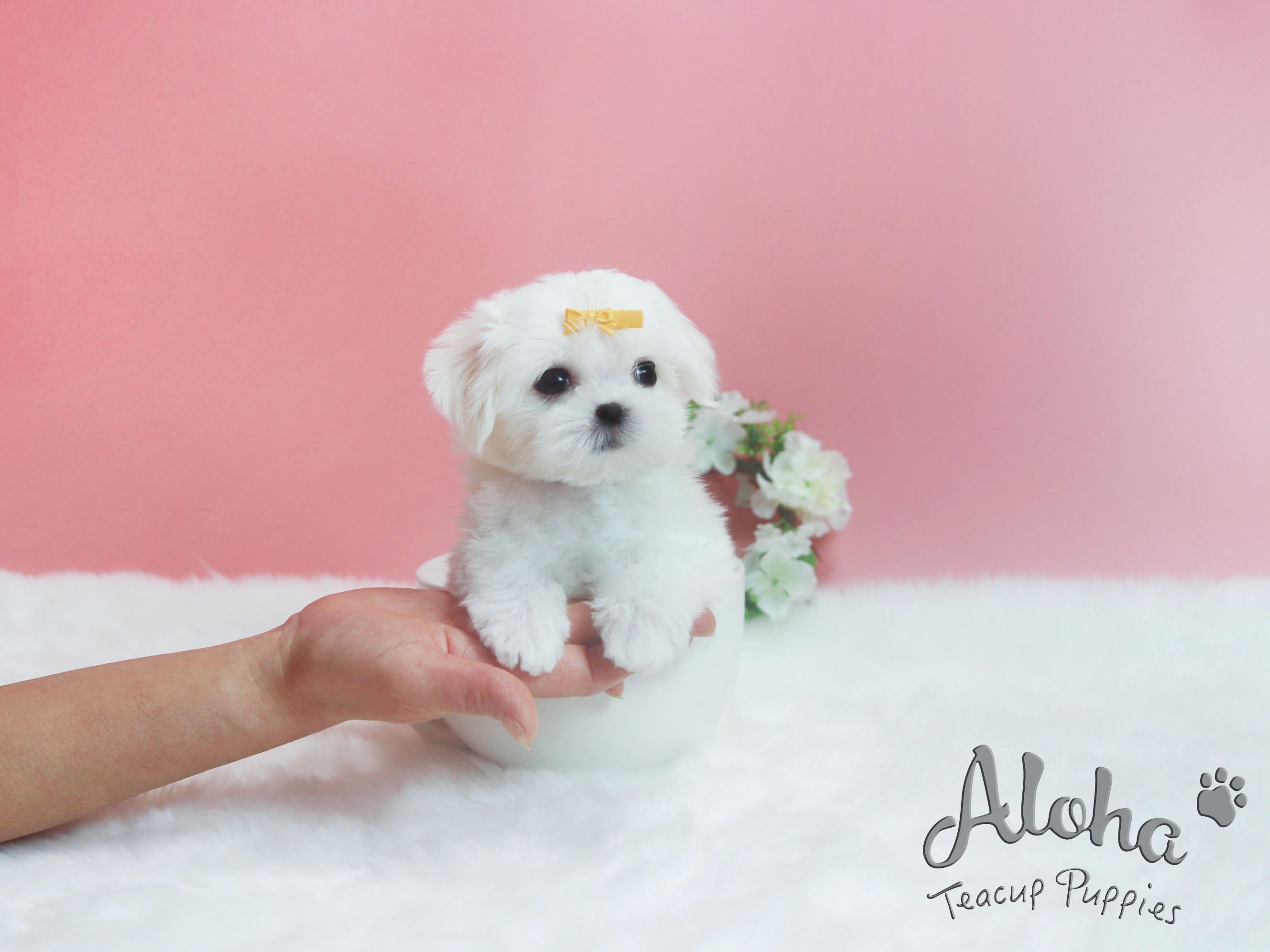 Sold to Destiny, Minnie [TEACUP MALTESE]