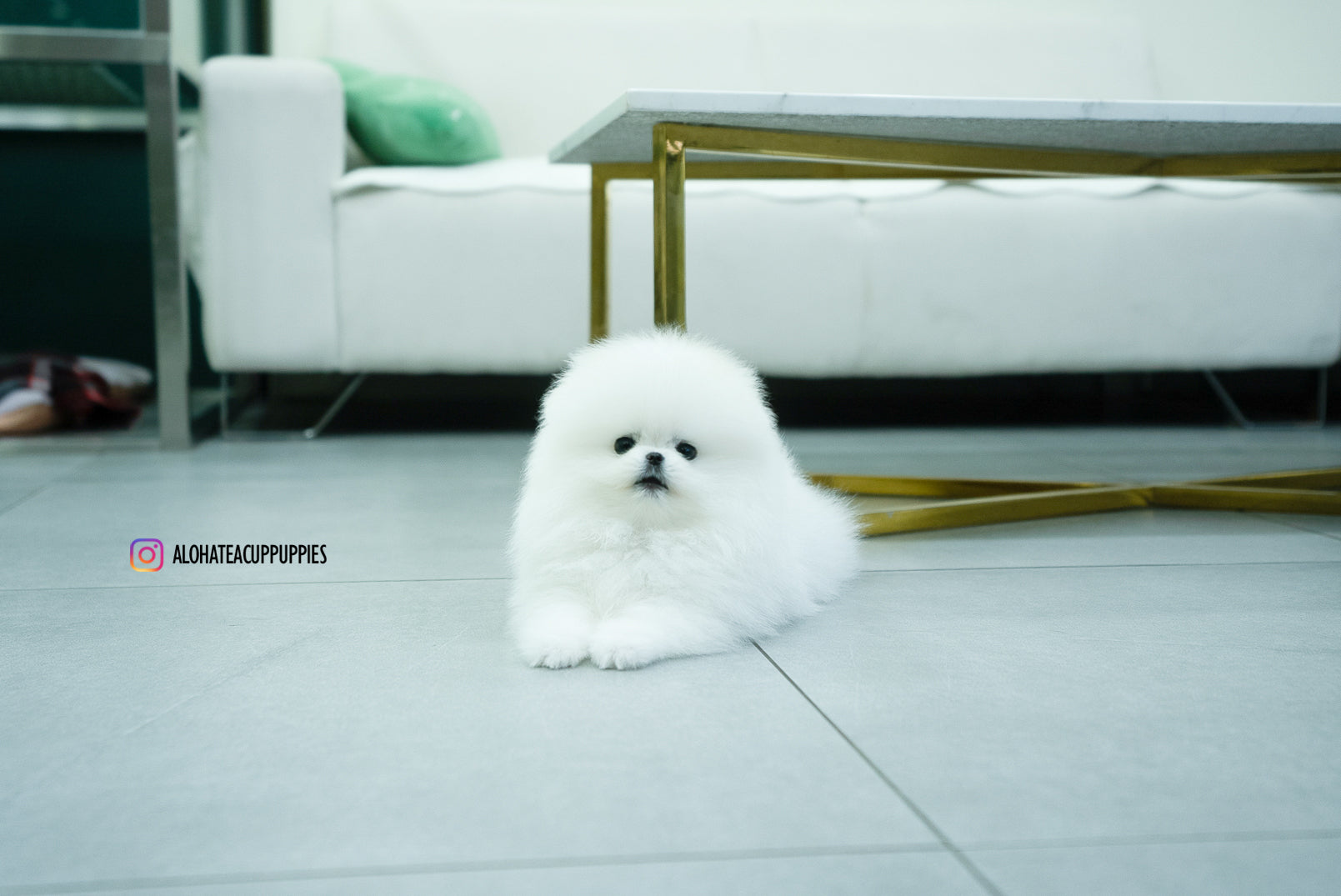 Aphrodite [TEACUP POMERANIAN]