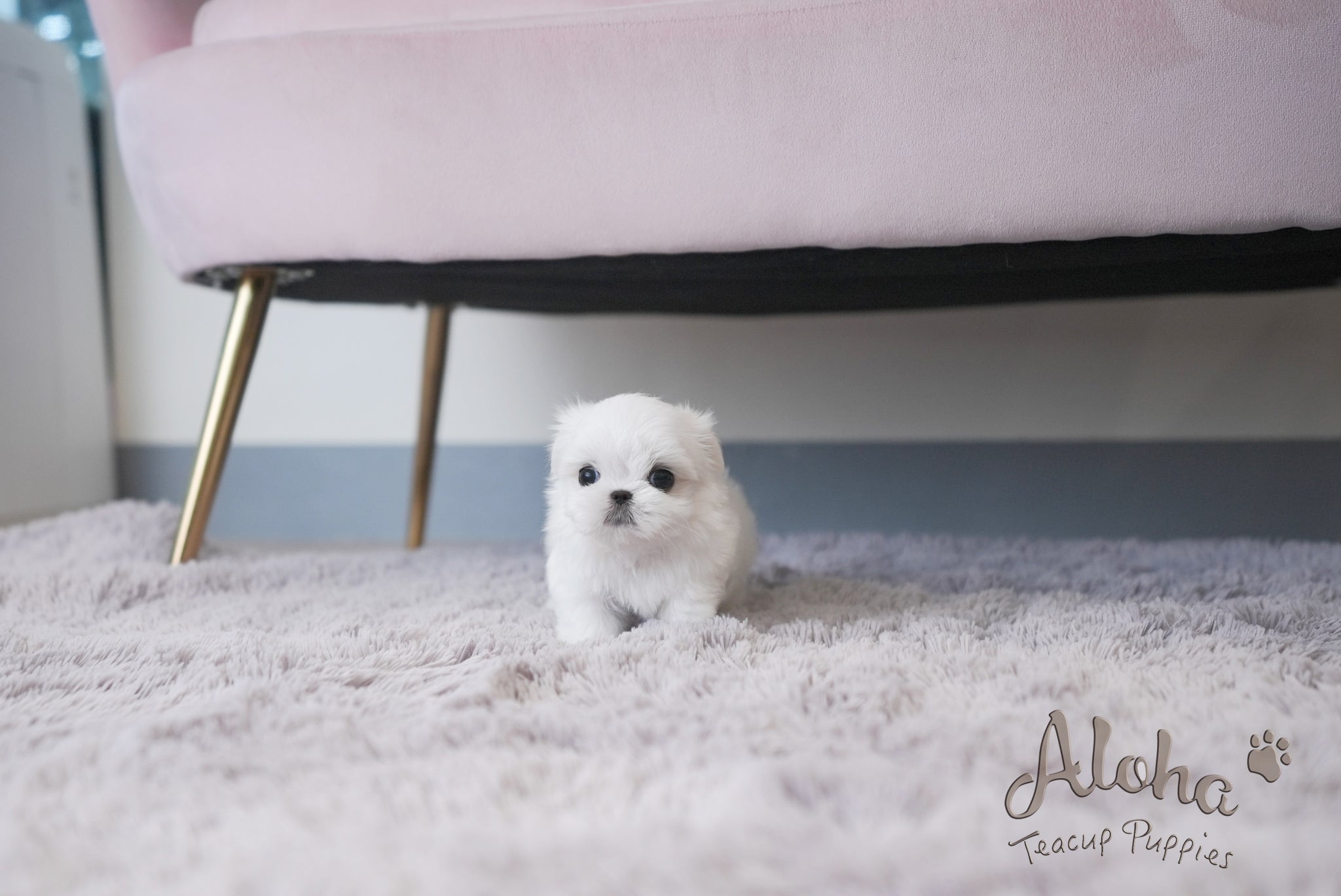 Louie [TEACUP MALTESE]