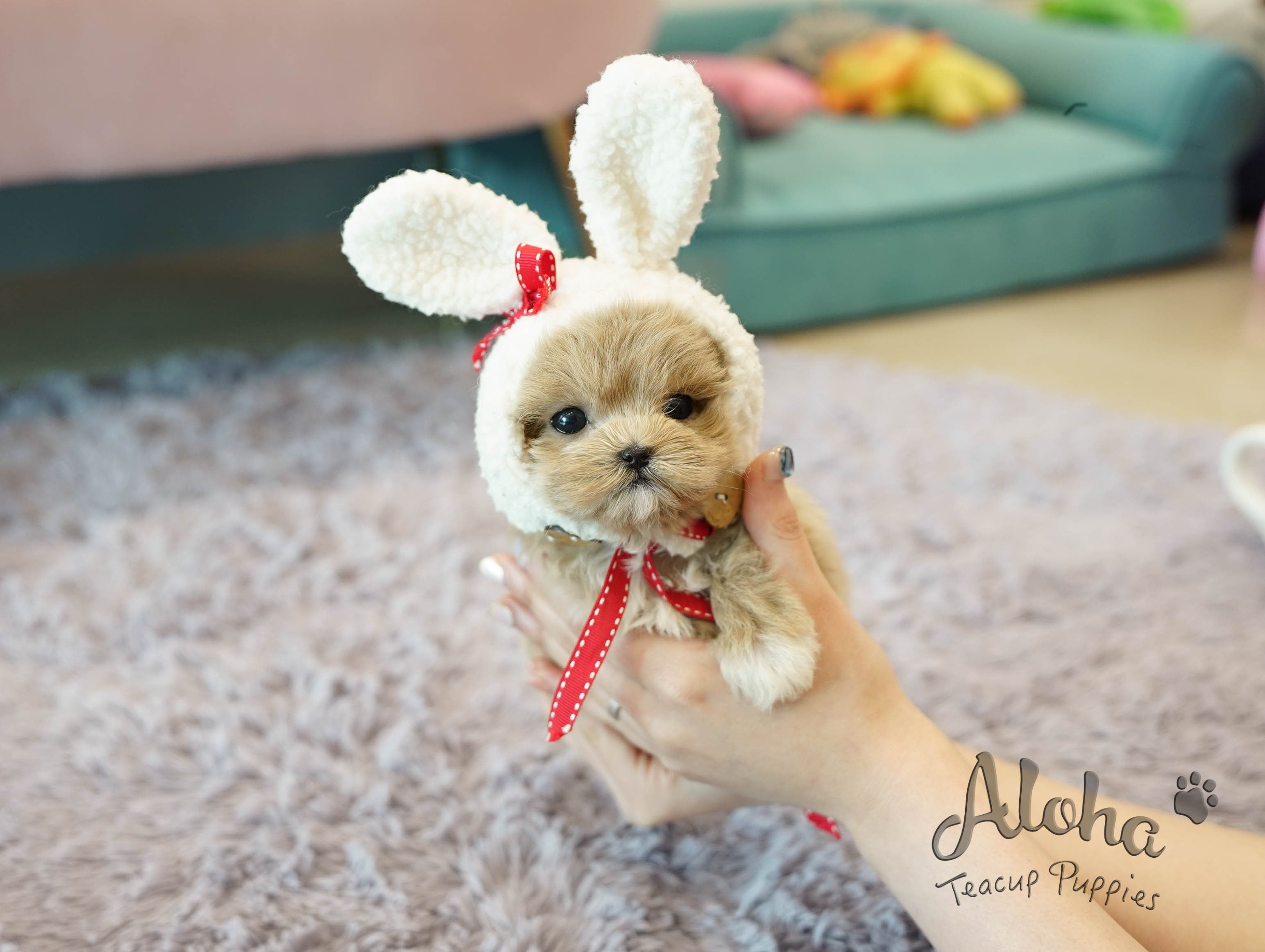 Fiona [TEACUP MALTIPOO]