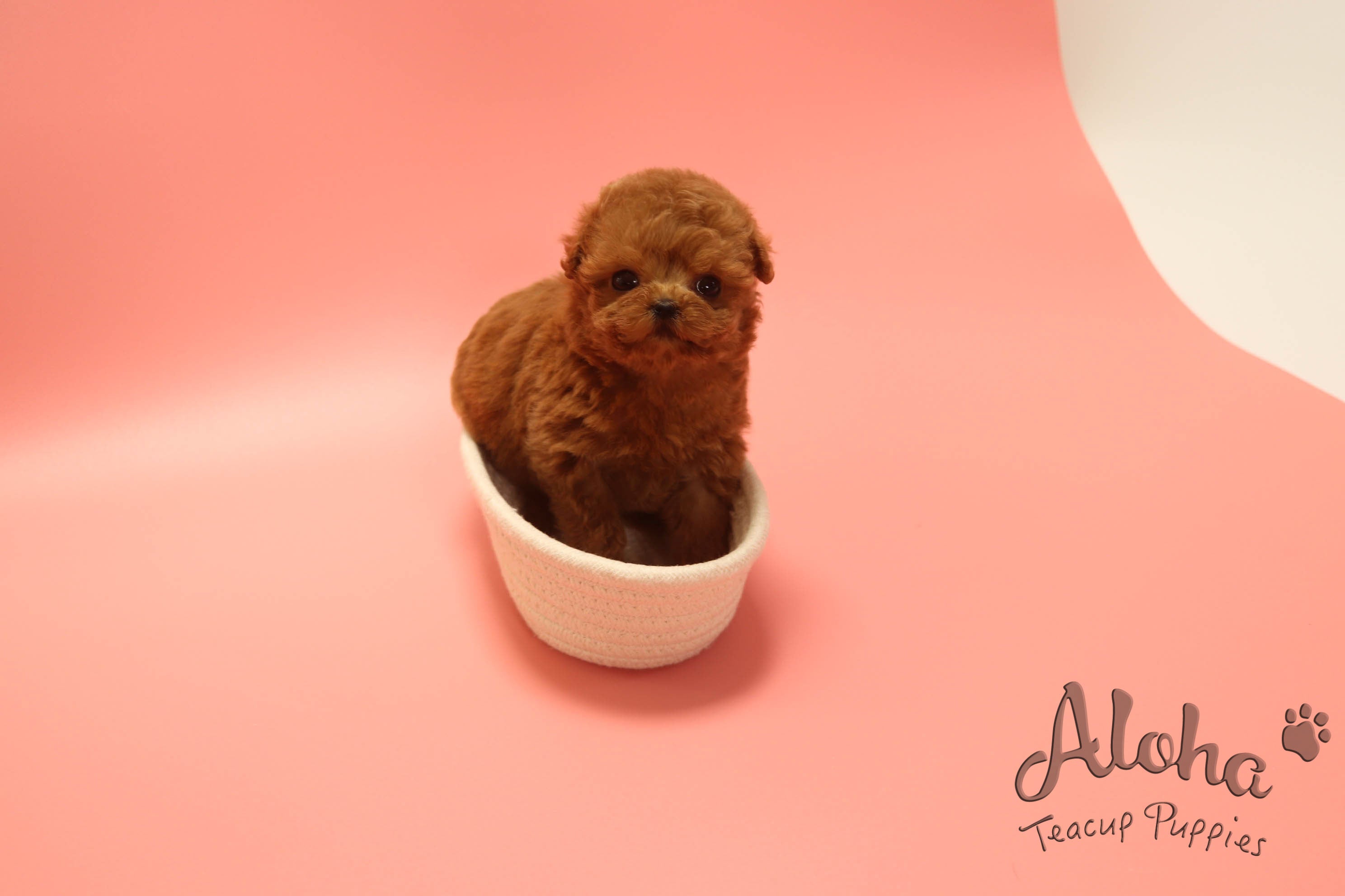 Sold to Brandon, BAMBI [TEACUP POODLE]