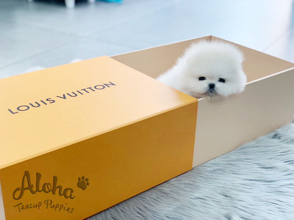 Gabriel [TEACUP POMERANIAN]
