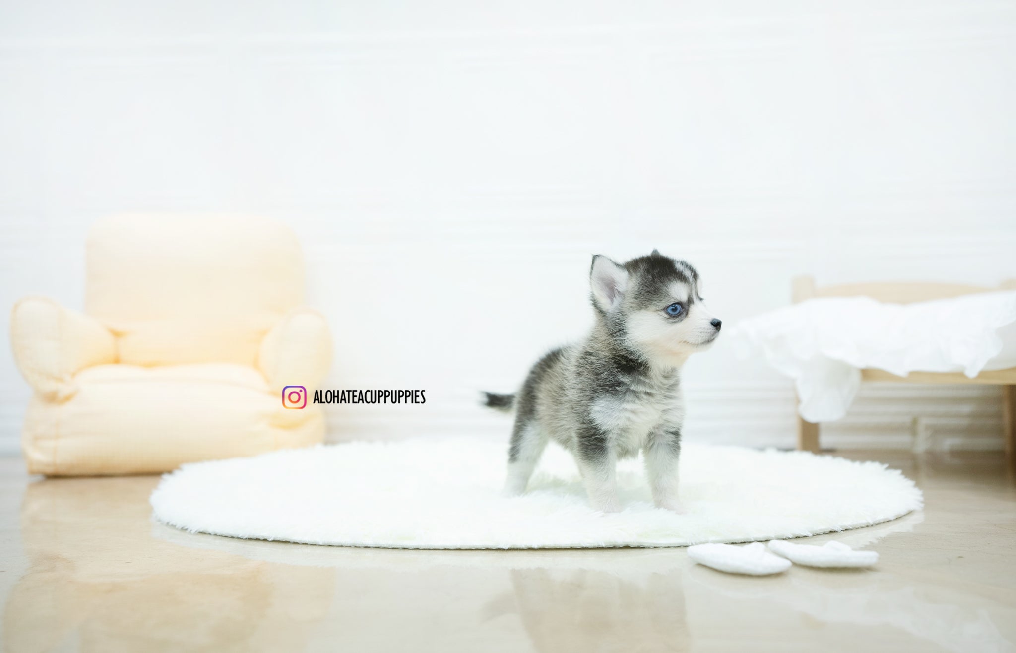 Amelia [TEACUP POMSKY]