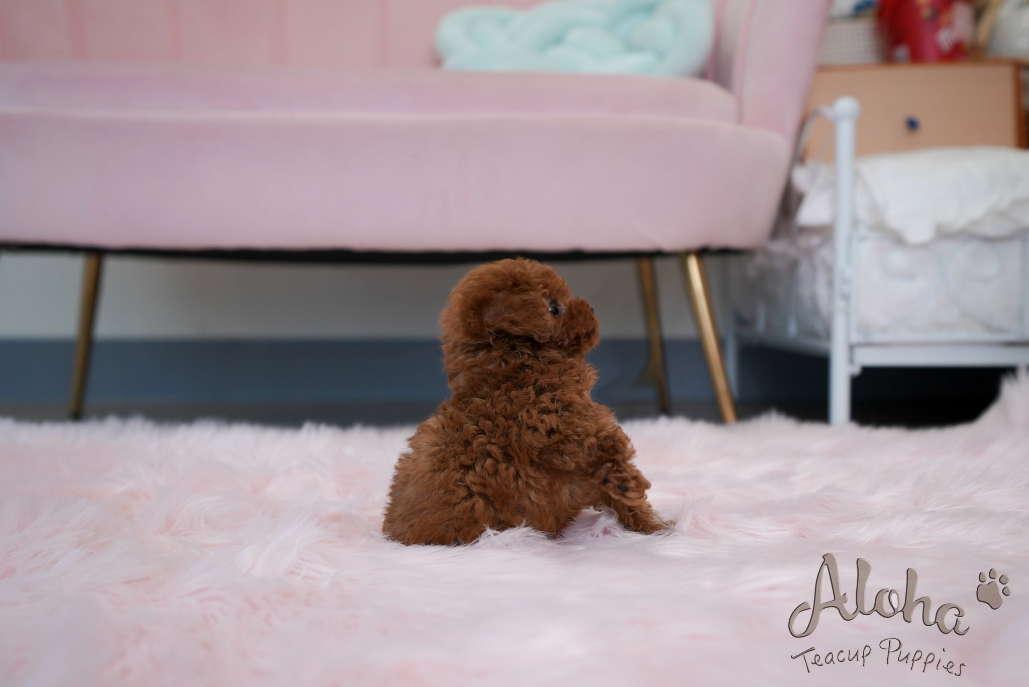 Jane [TEACUP POODLE]