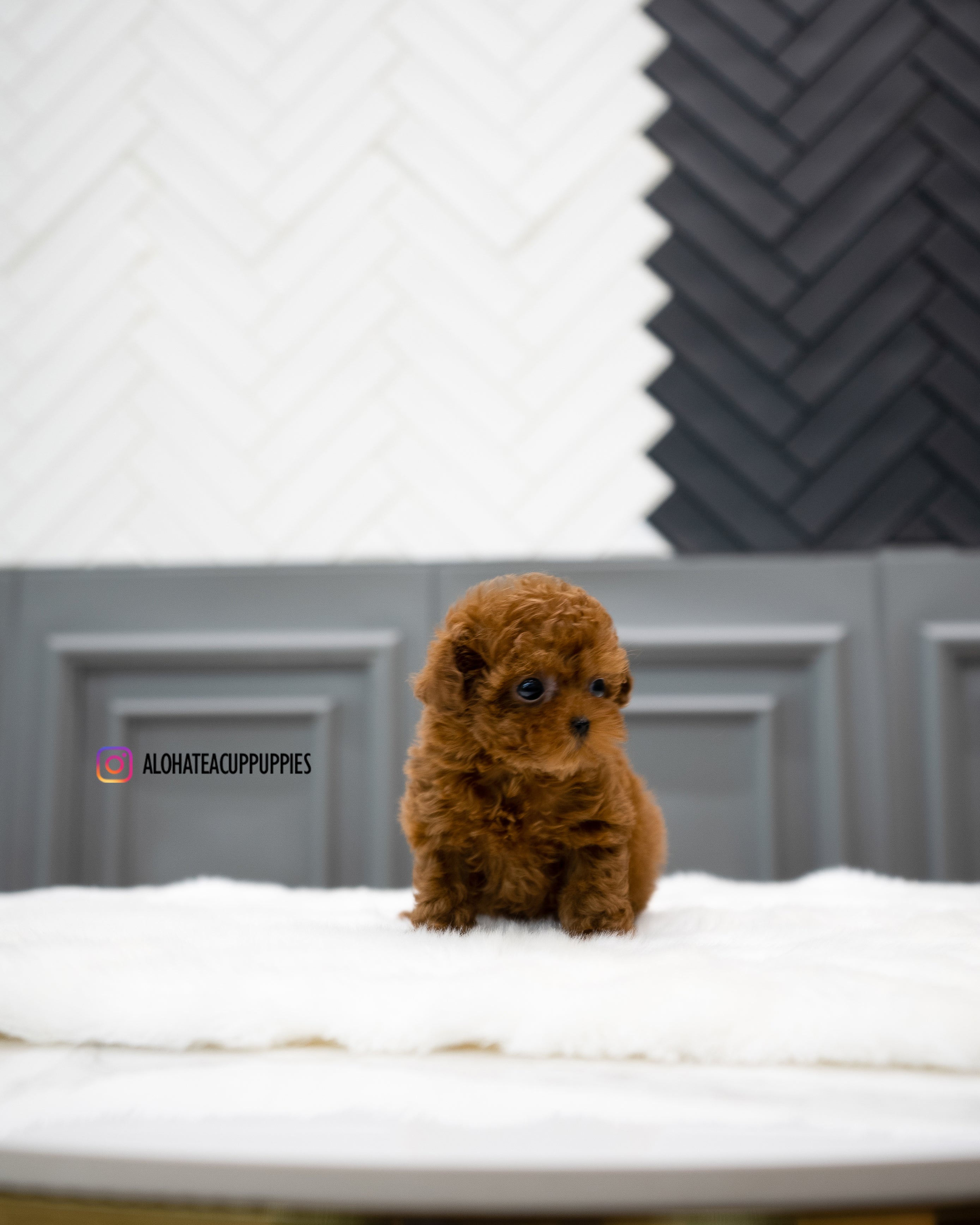 Dan [TEACUP POODLE]