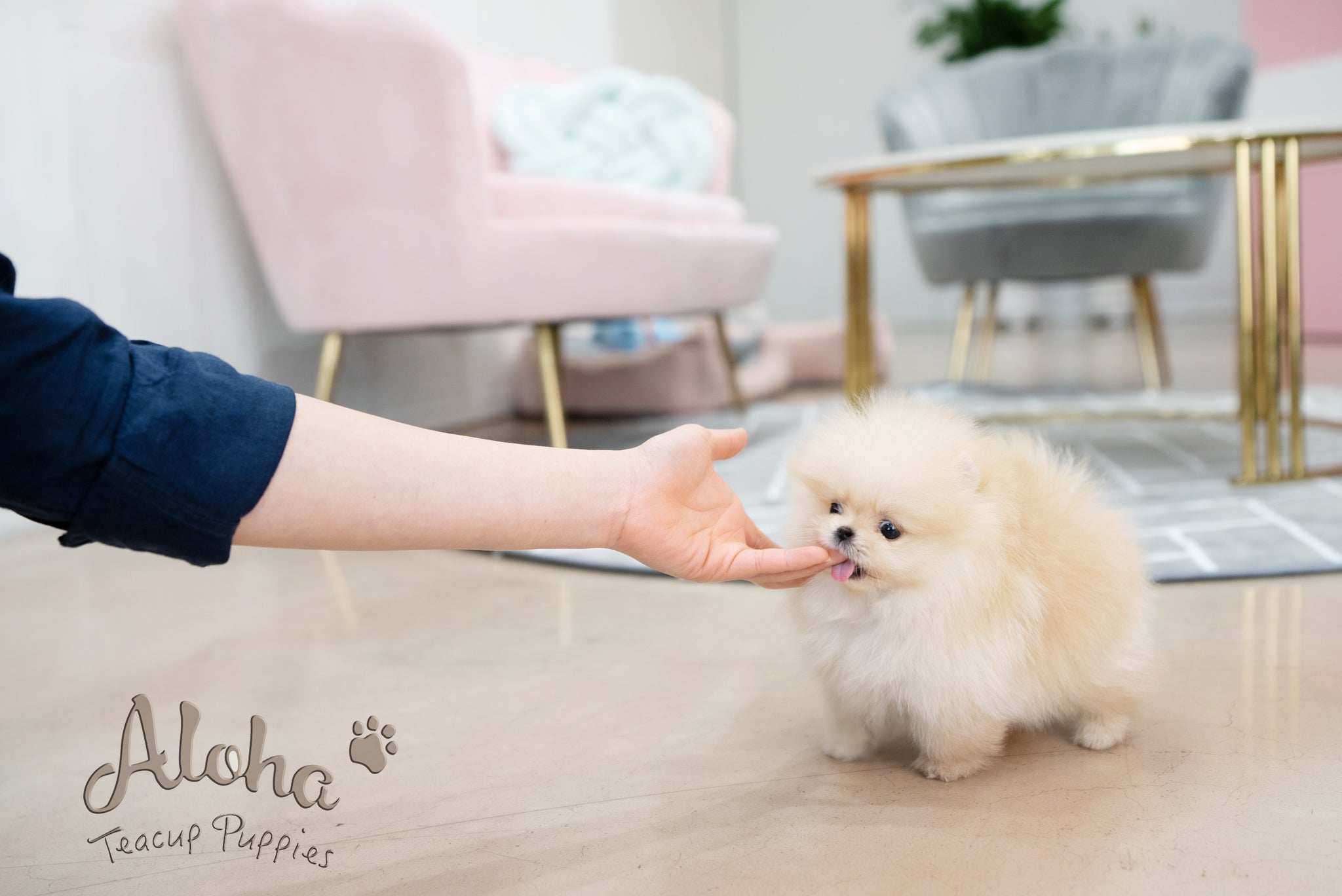 Clara [TEACUP POMERANIAN]