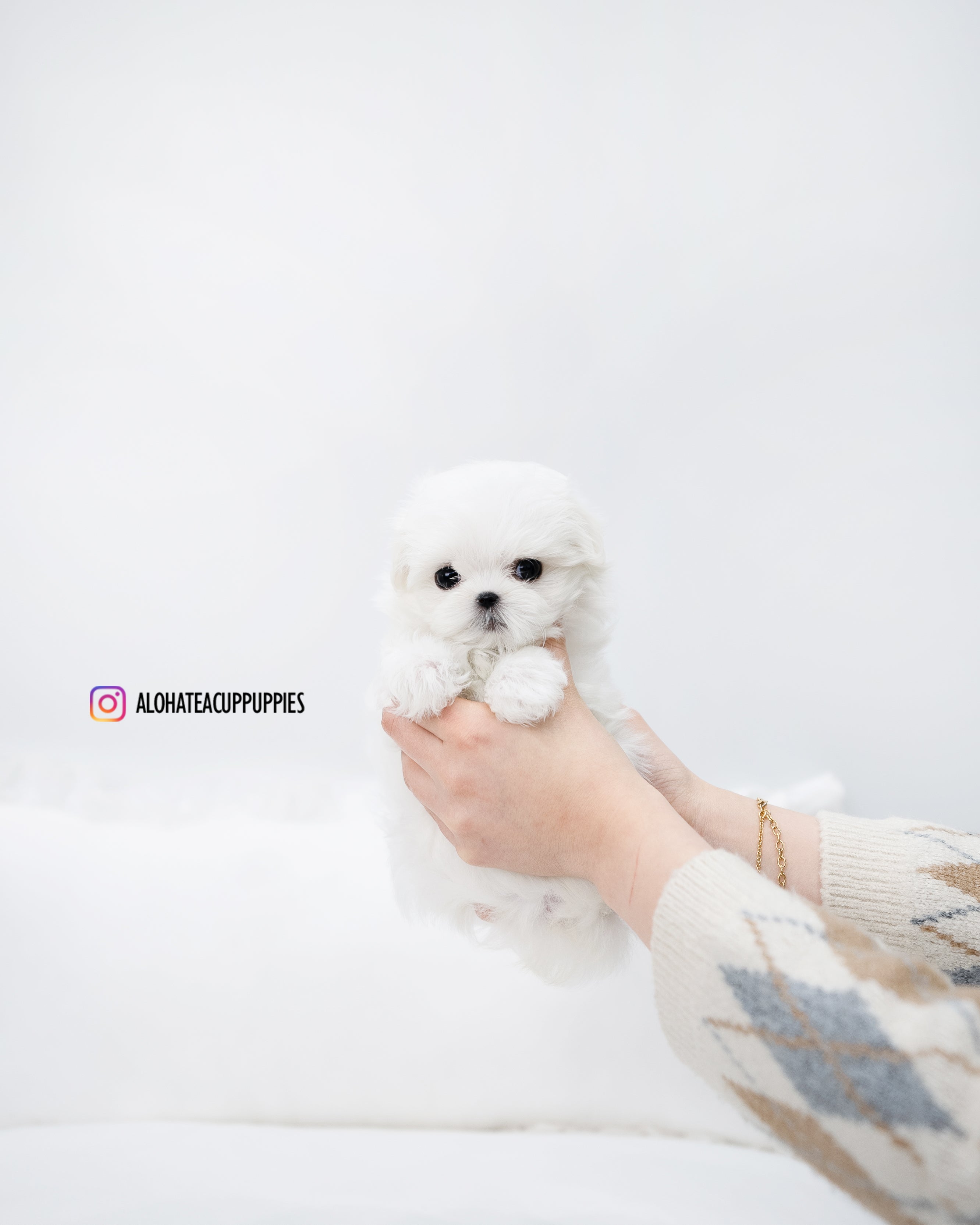 Berry [TEACUP MALTESE]