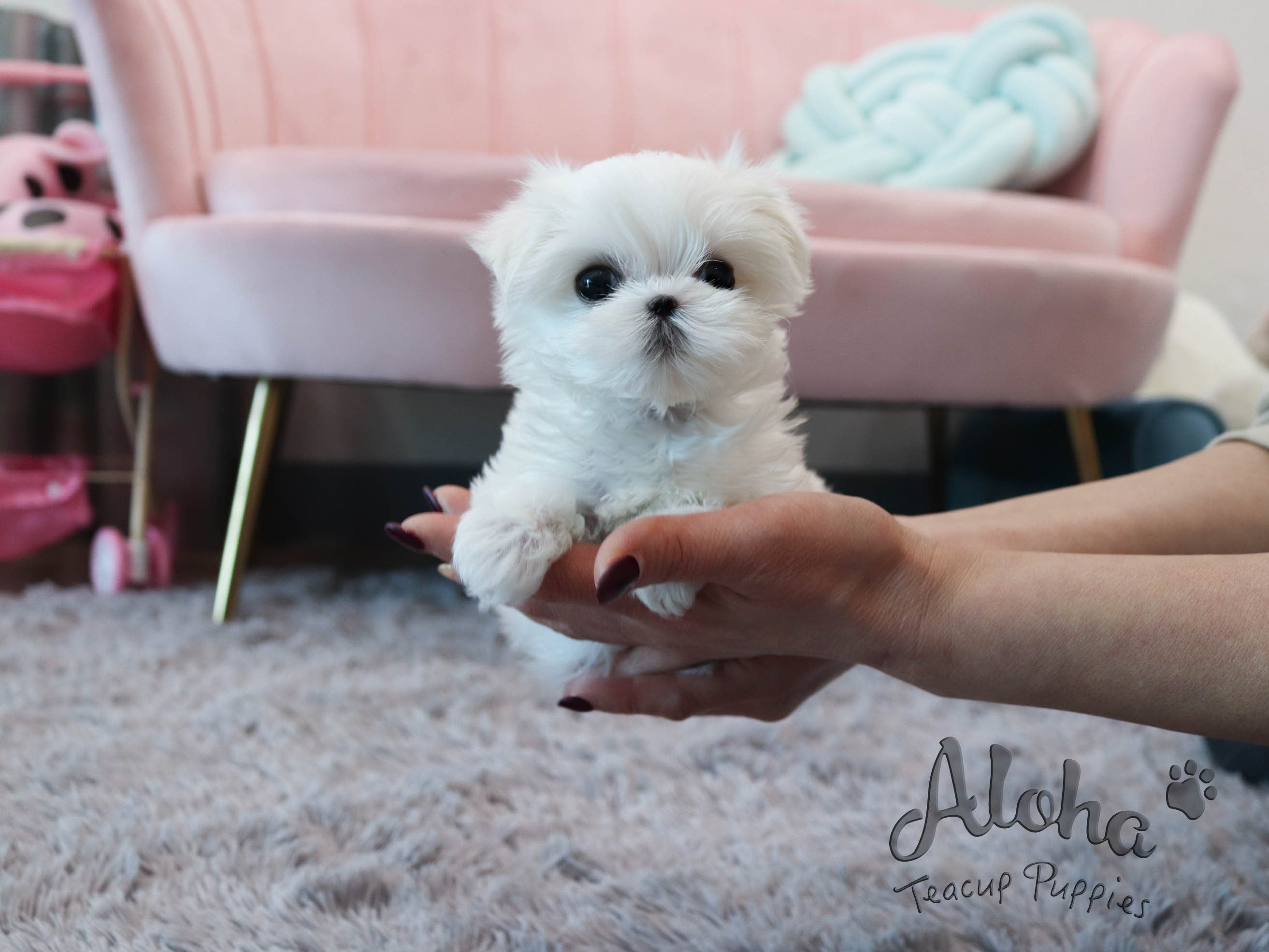 Dorothy [TEACUP MALTESE]