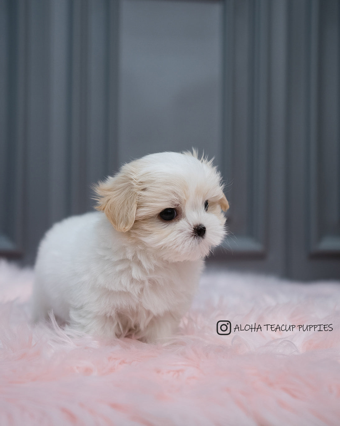 Austin [Mini Coton De Tulear]