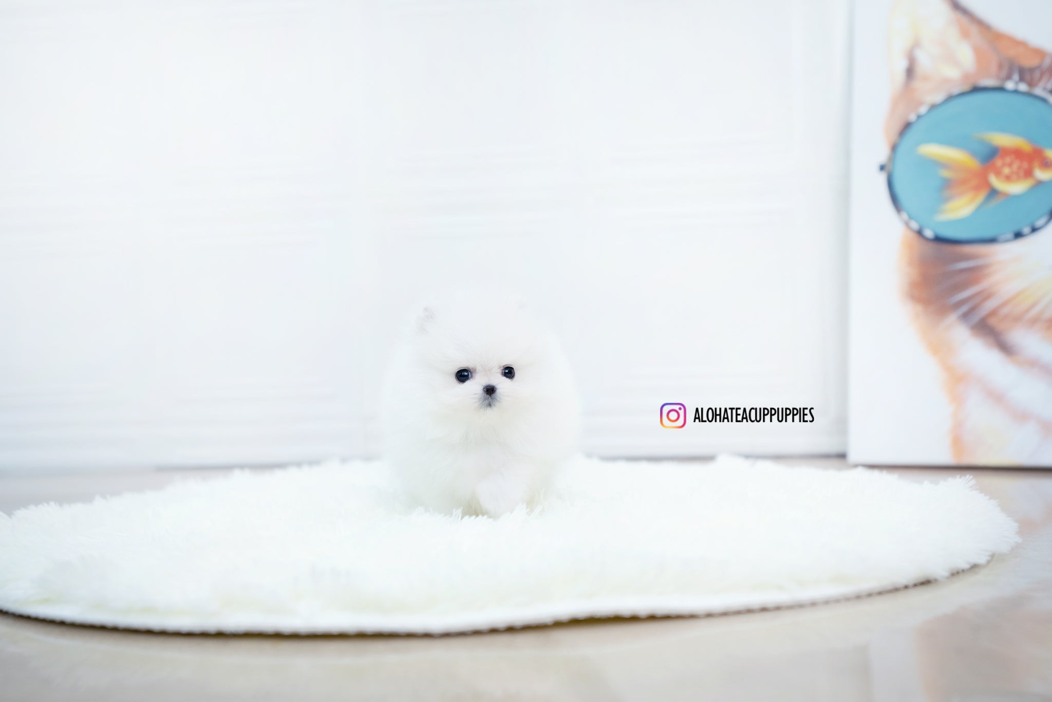 Enzo [POMERANIAN]