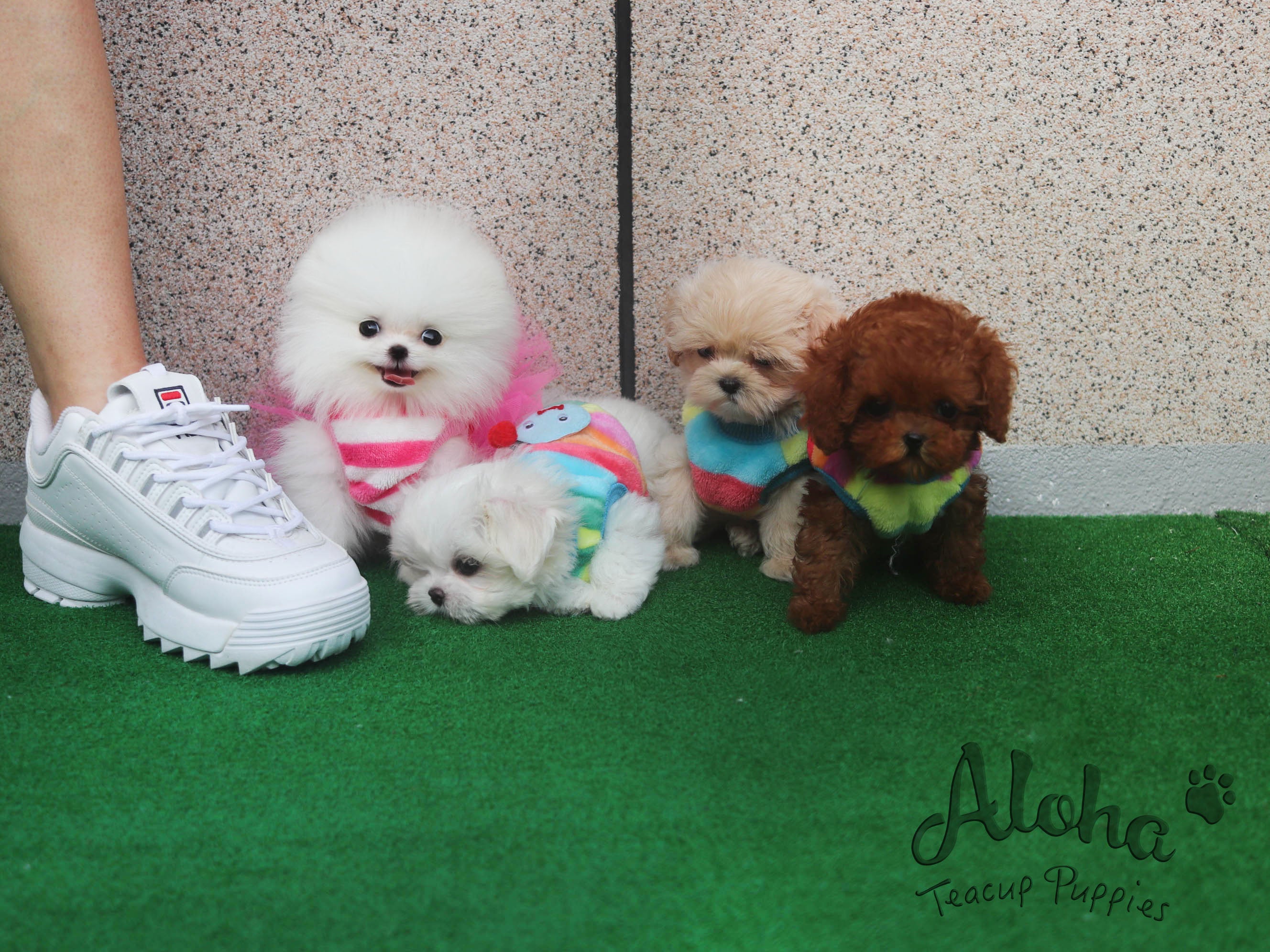 Sold to Ania, Valentine [TEACUP POMERANIAN]