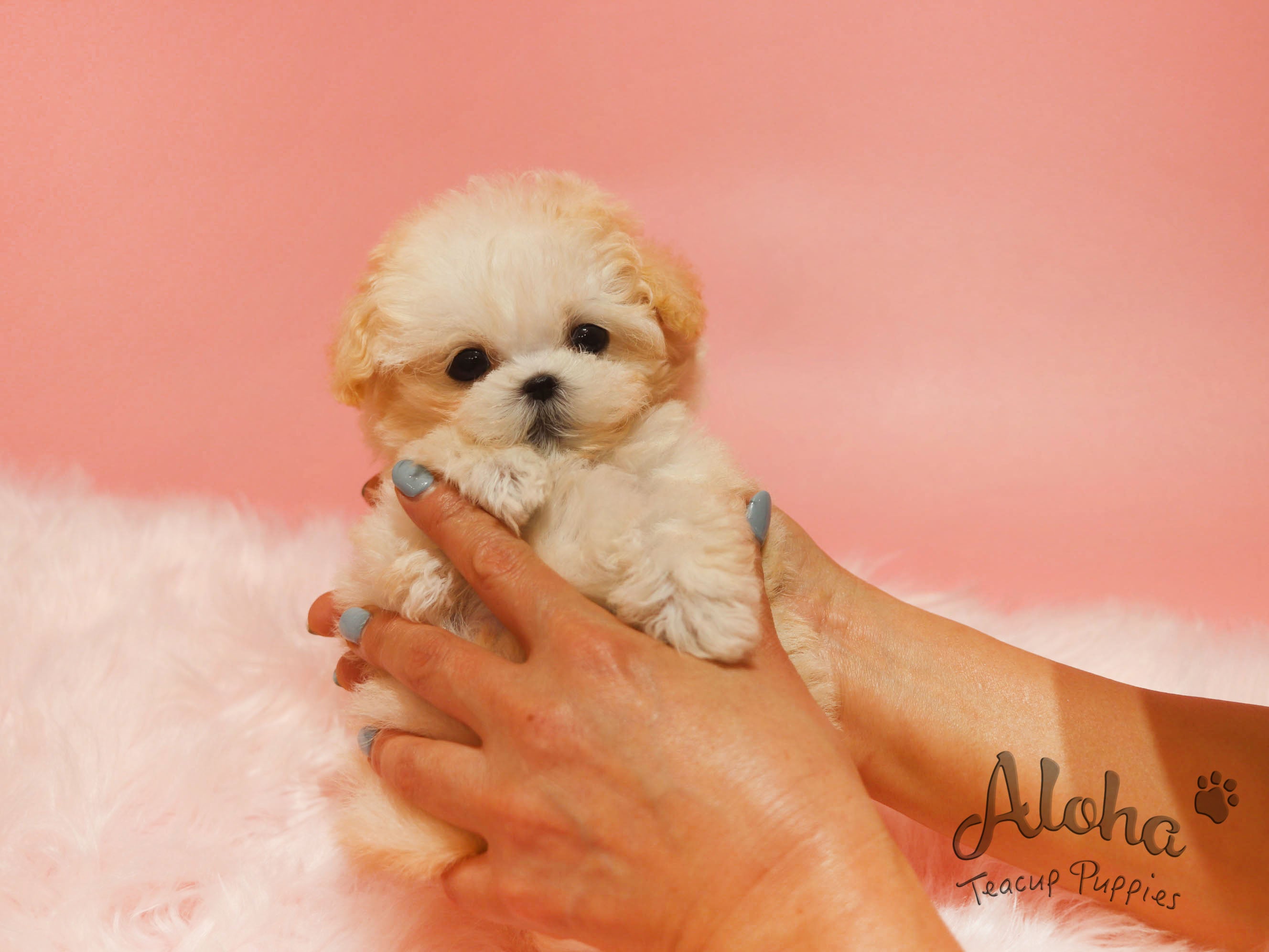 Poo [TEACUP POODLE]