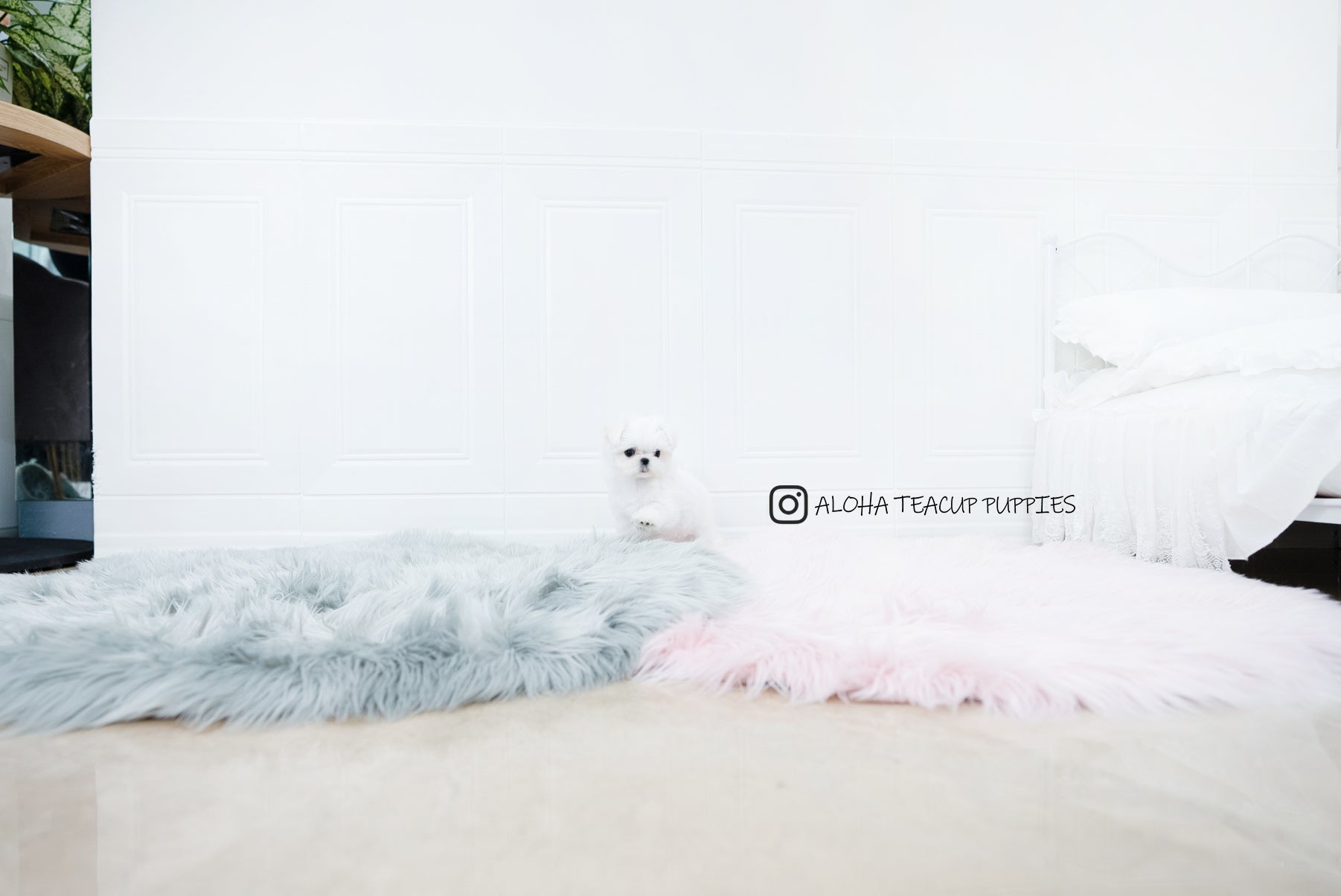 Sunny [TEACUP MALTESE]