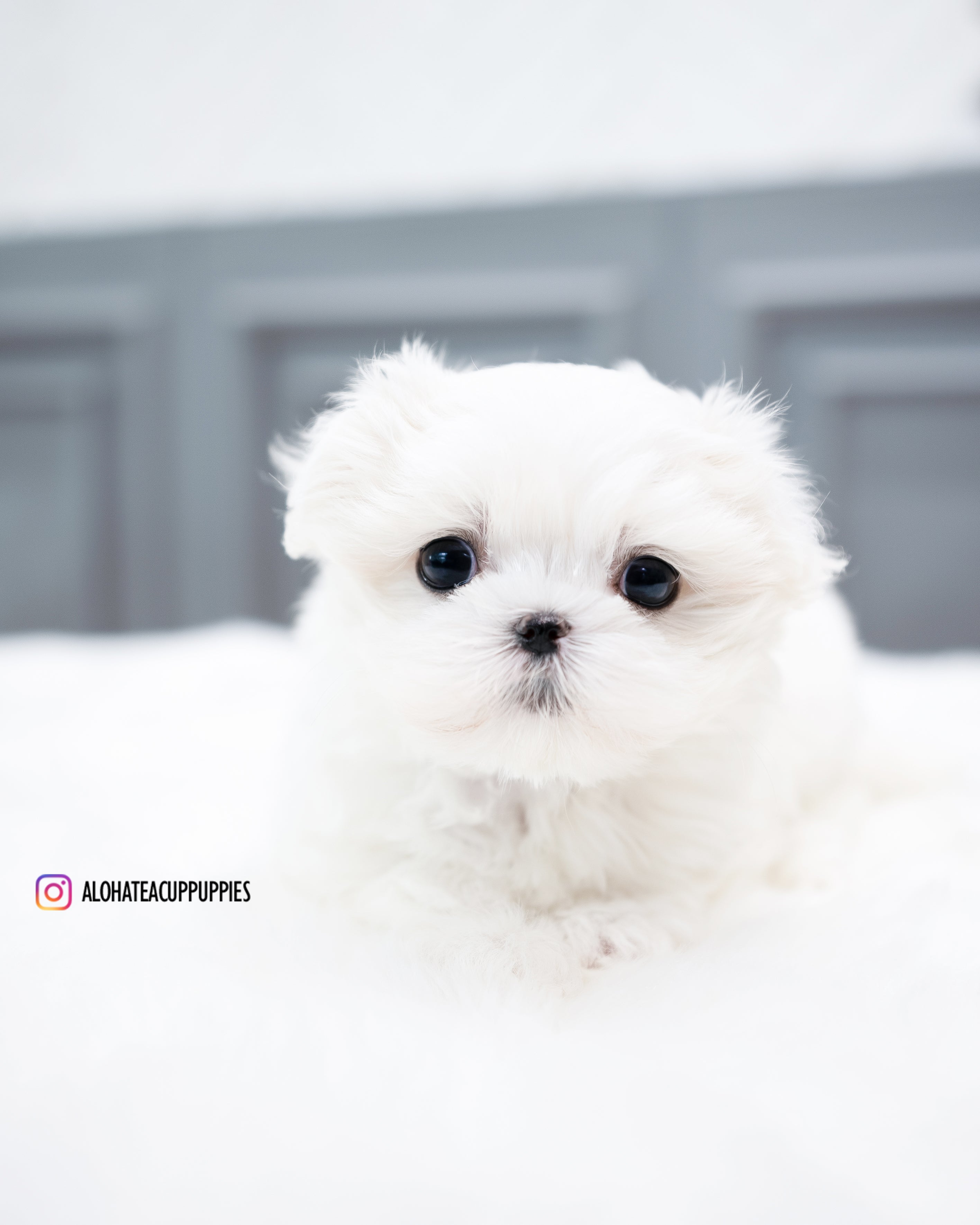 Covy [TEACUP MALTESE]