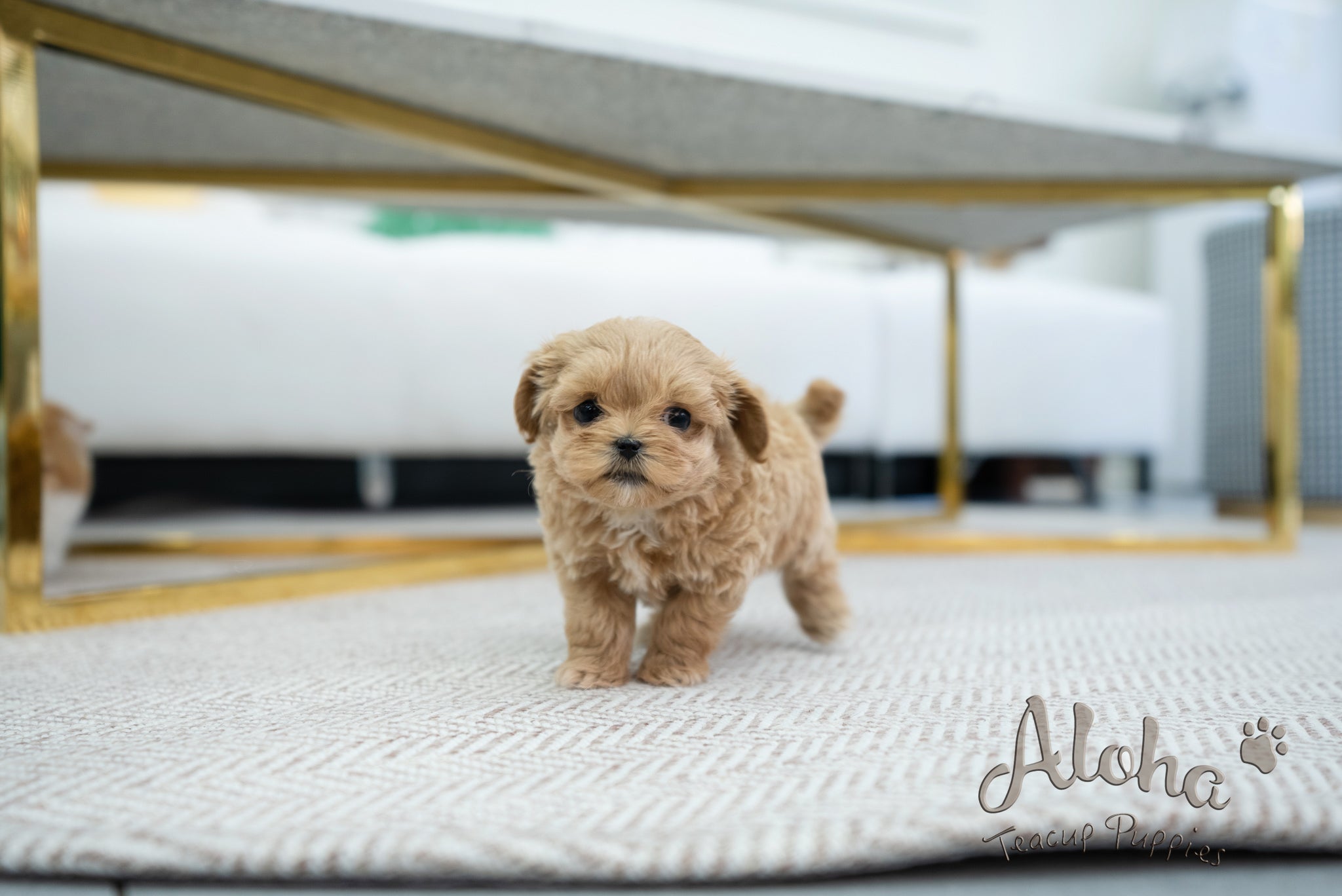 Coiln [TEACUP MALTIPOO]