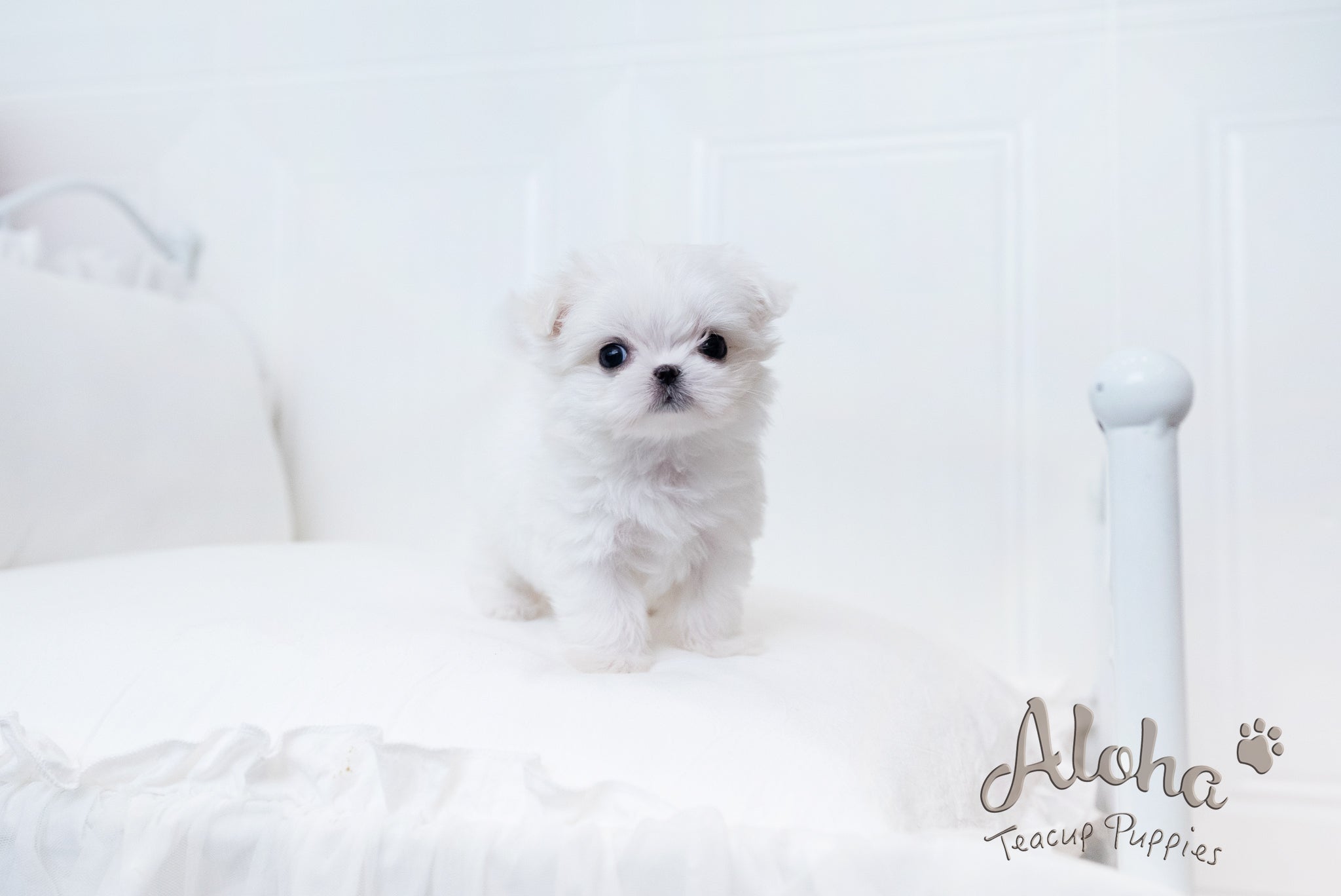 Ciara [TEACUP MALTESE]
