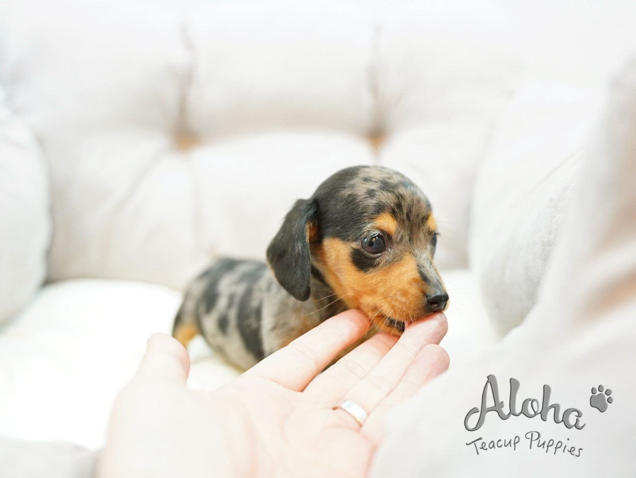RAY [TEACUP Dachshund]