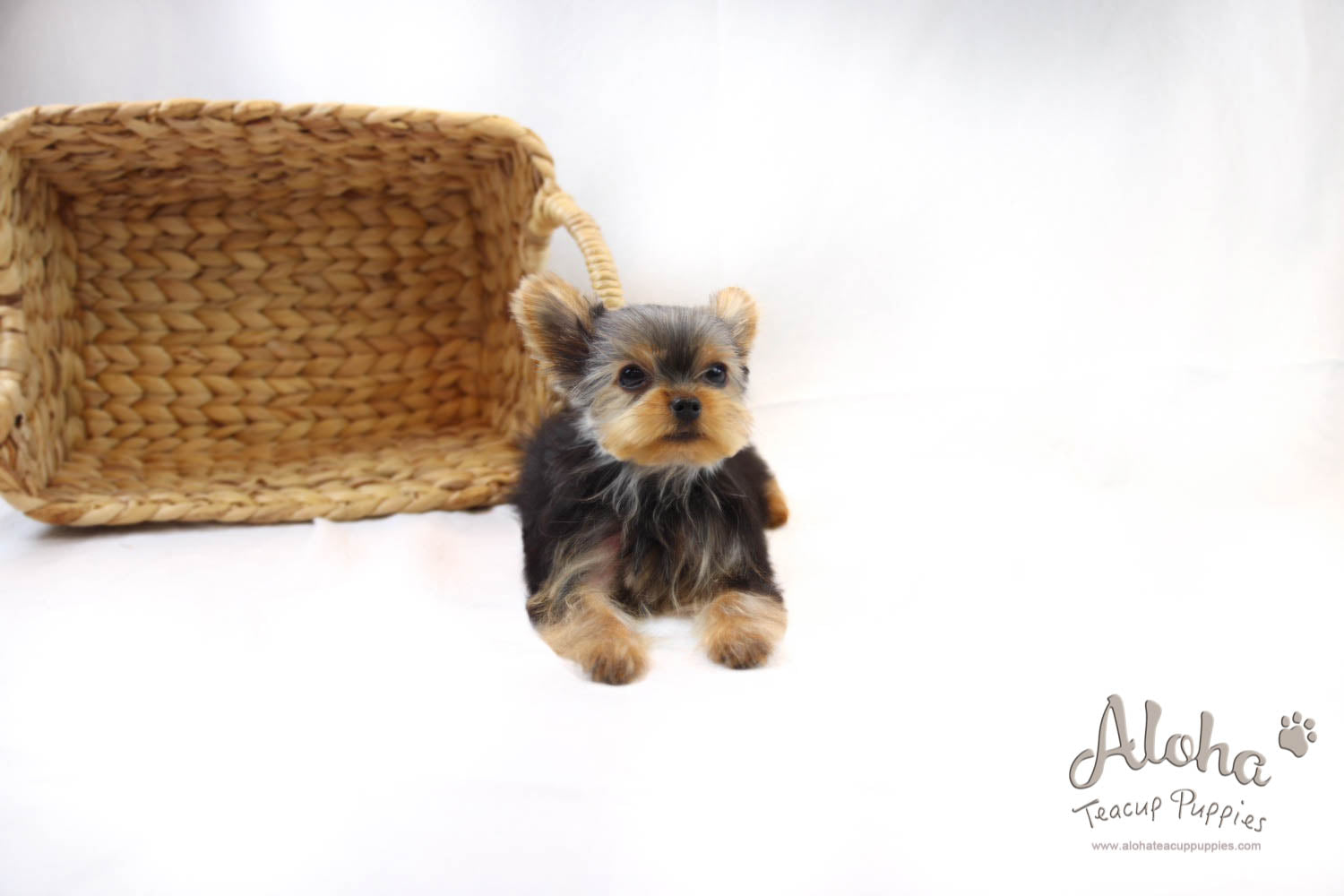 Bucky - [Yorkshire Terrier]