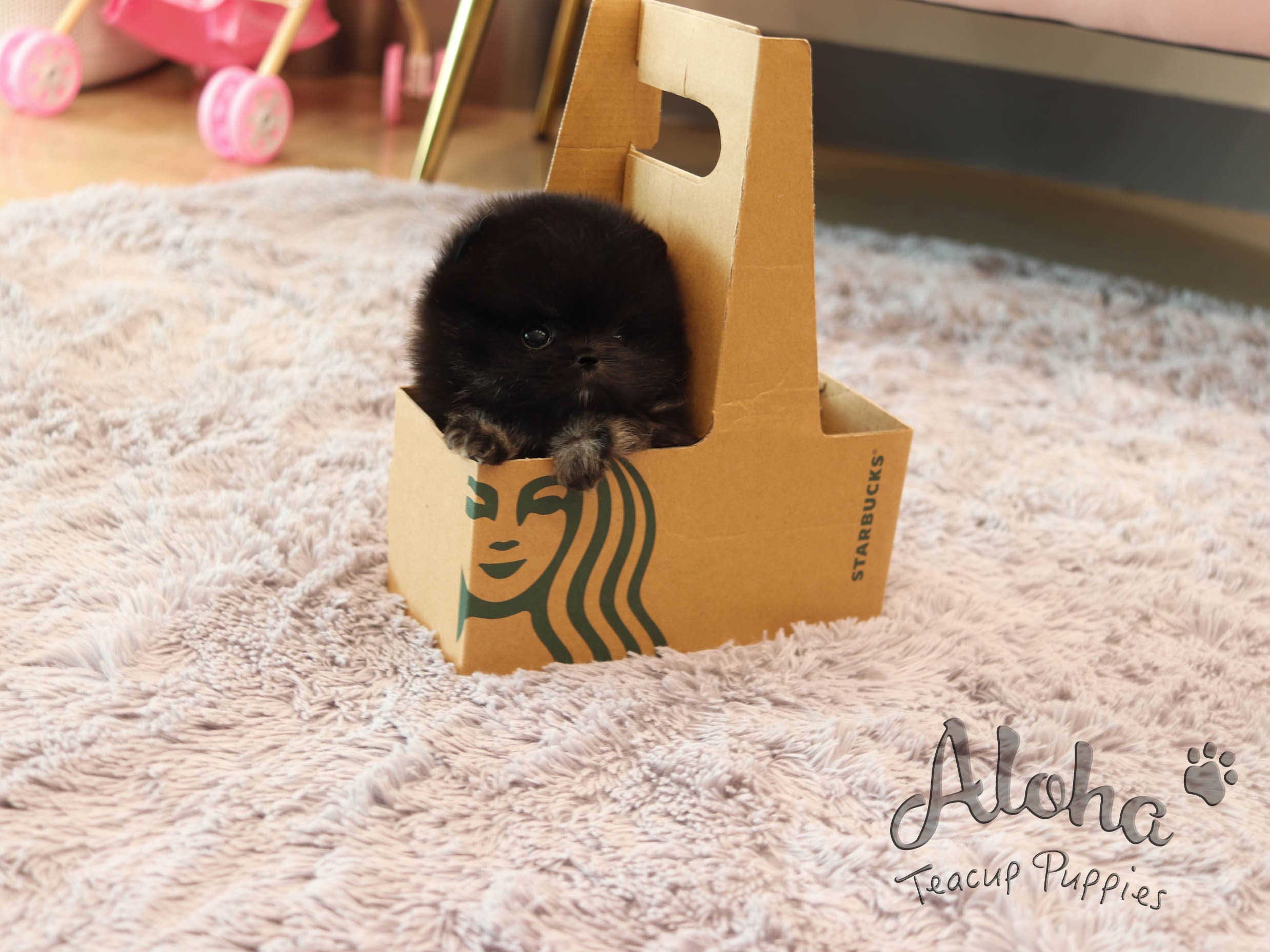Atom [TEACUP POMERANIAN]