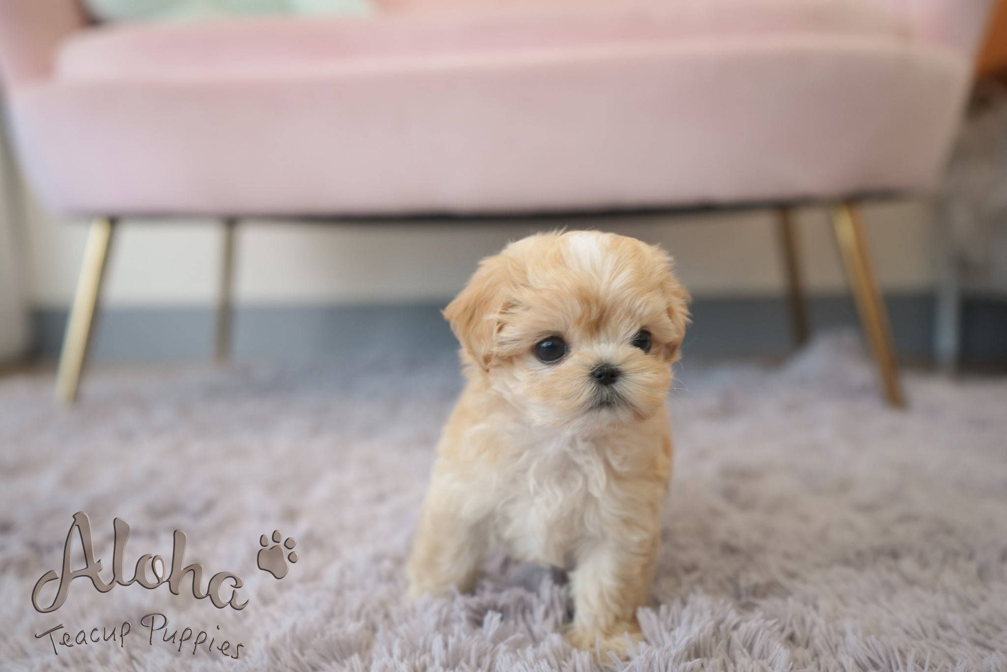 Mila [TEACUP Maltipoo]